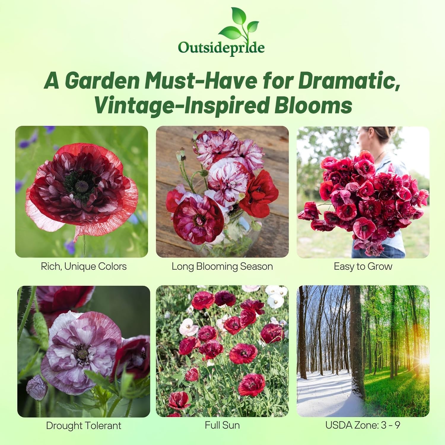 Poppy Pandora Flower Garden Images