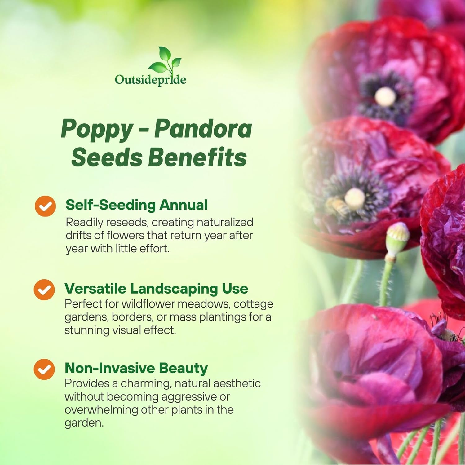 Papaver Pandora Poppy Flowers Seeds