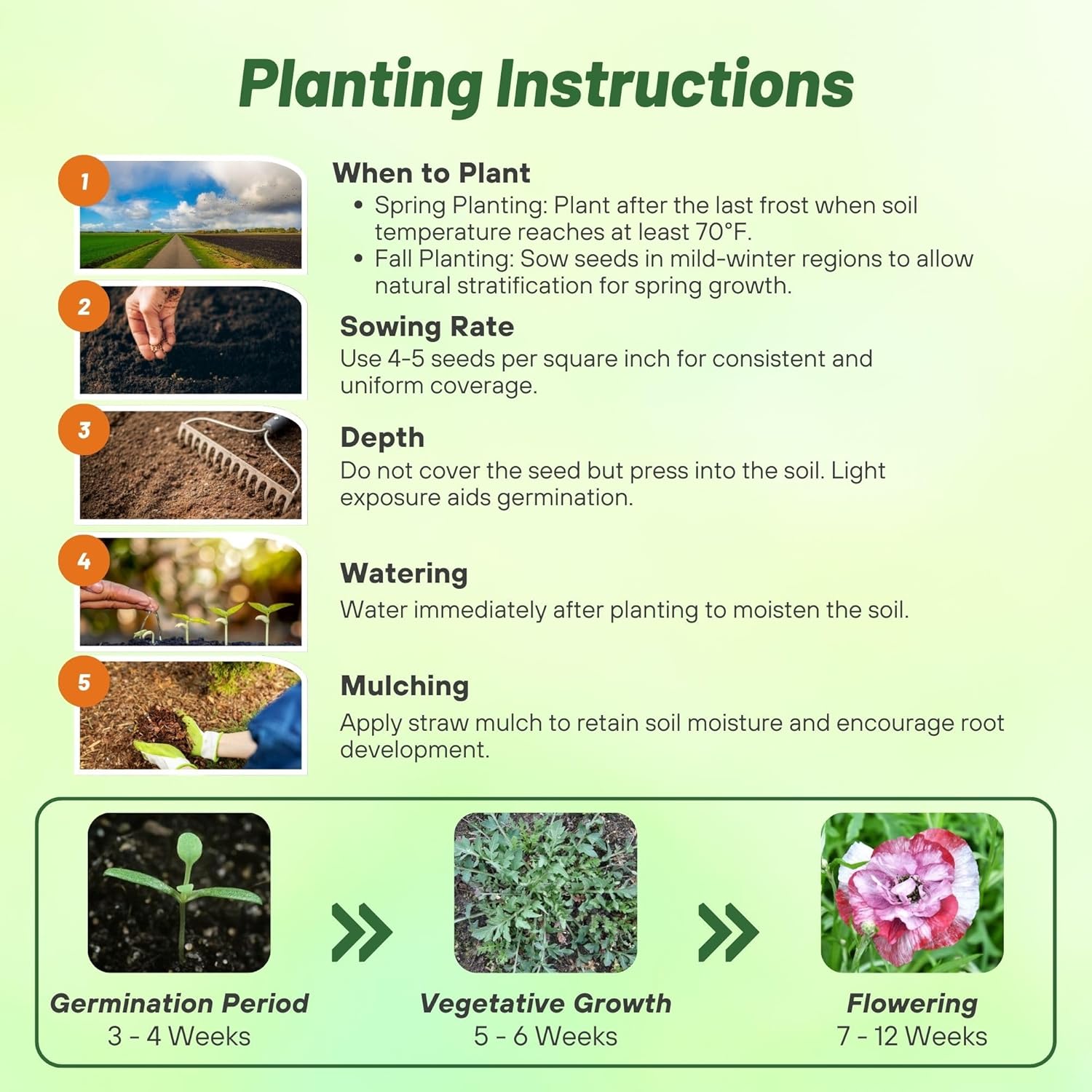 Papaver Rhoeas Pandora Poppy Planting Directions