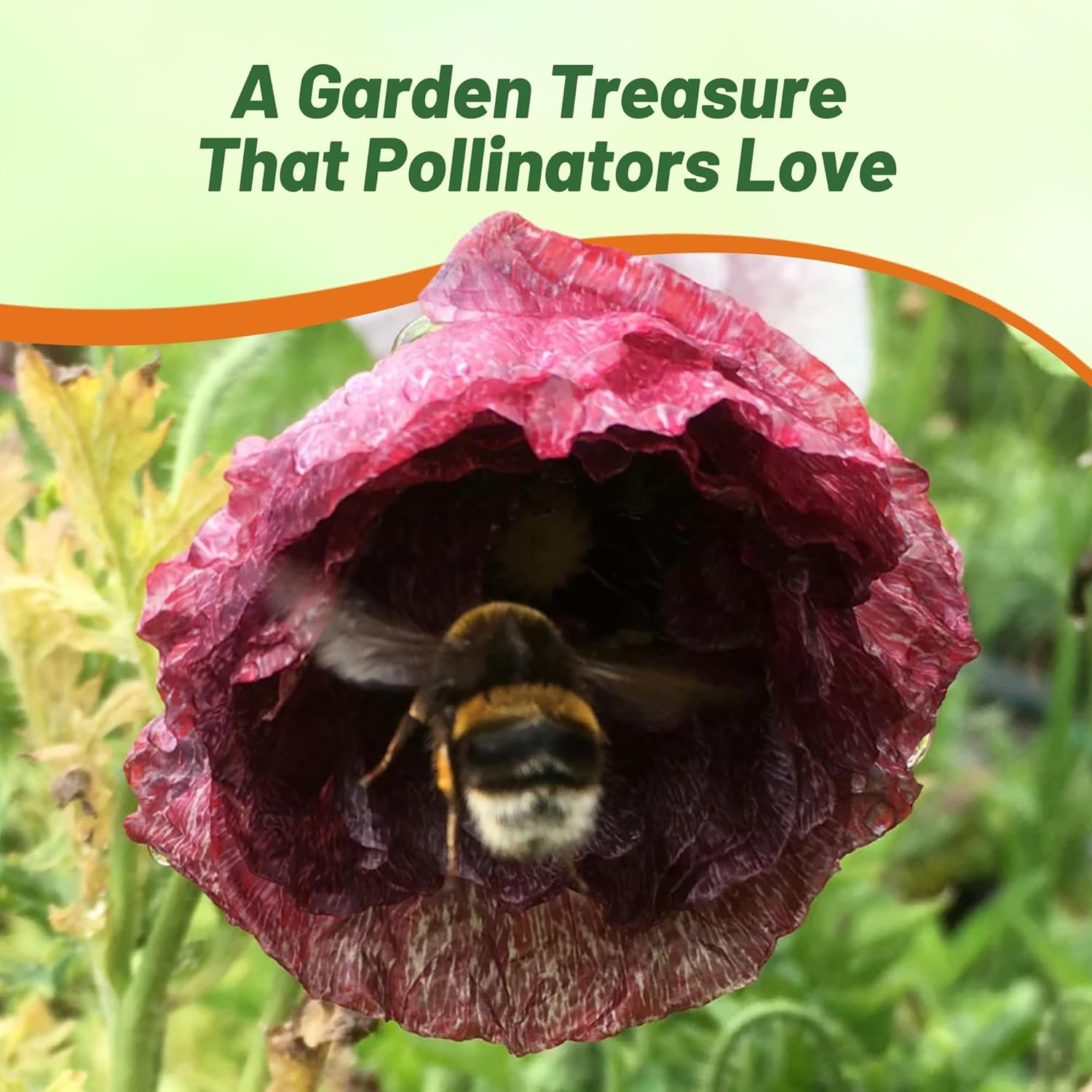 Papaver Rhoeas Pandora Poppy Cut Flowers