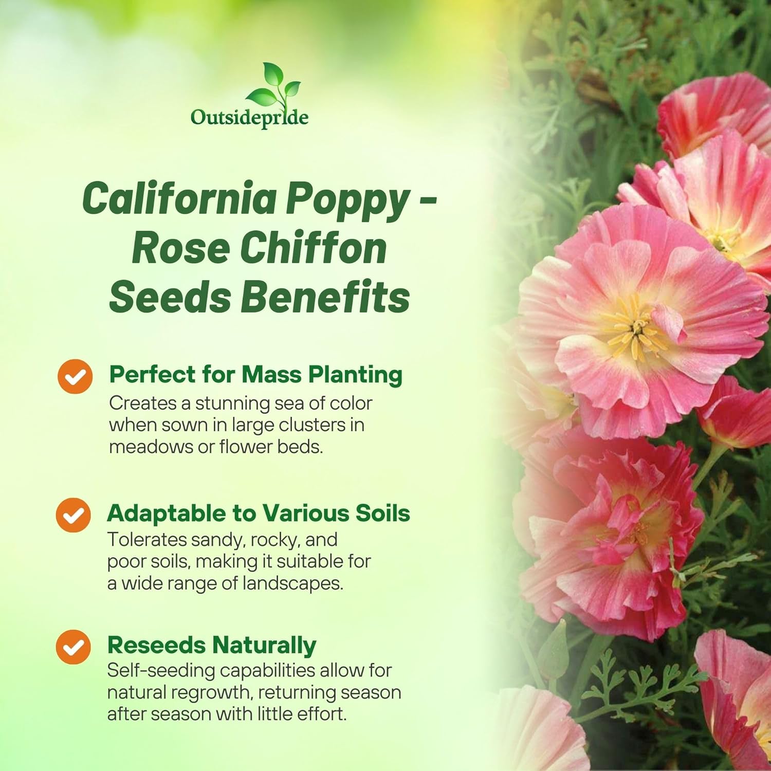 California Poppy Rose Chiffon Benefits