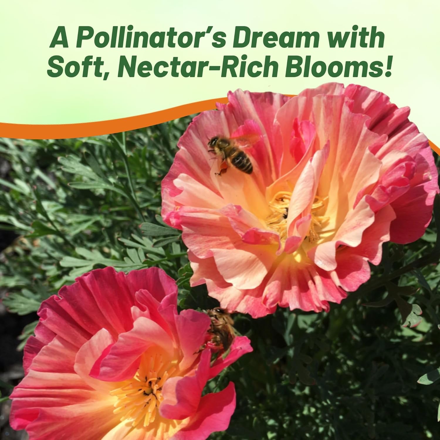California Poppy Rose Chiffon Pollinator