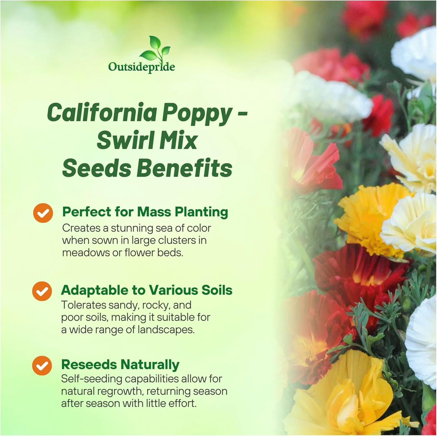 California Poppy Swirl Planting Directions