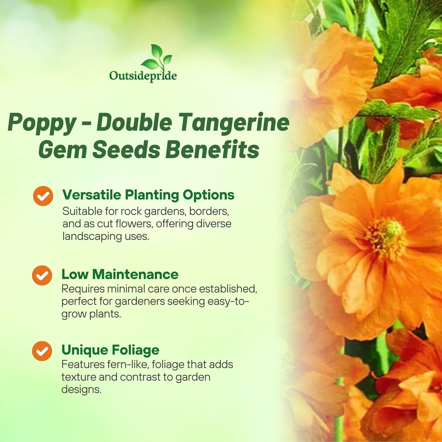 Papaver rupifragum Double Tangerine Gem