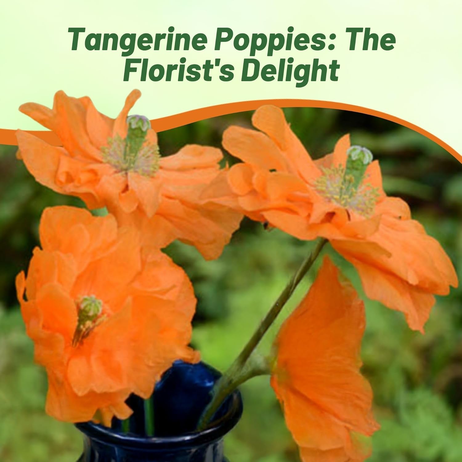 Poppy Double Tangerine Gem Flowers