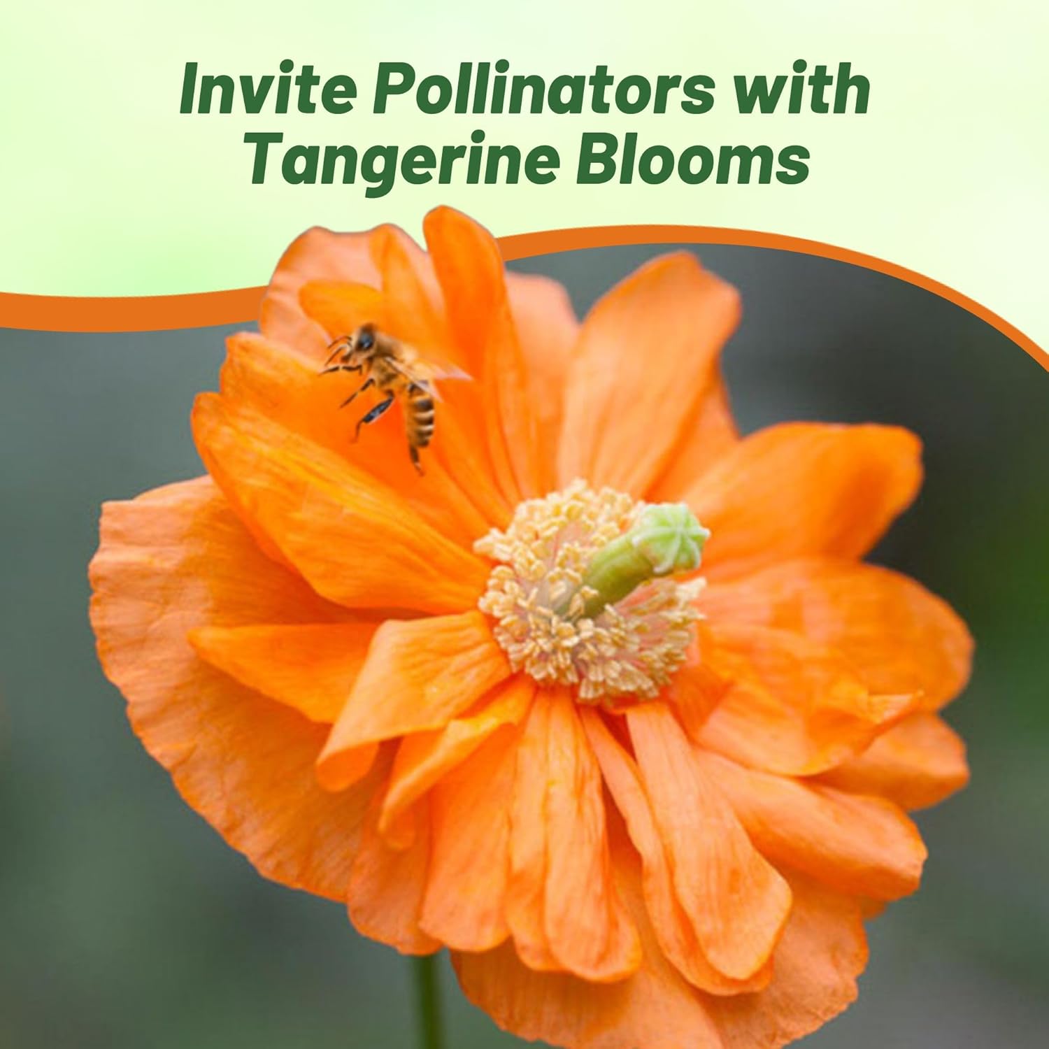 Poppy Double Tangerine Pollinating Flowers