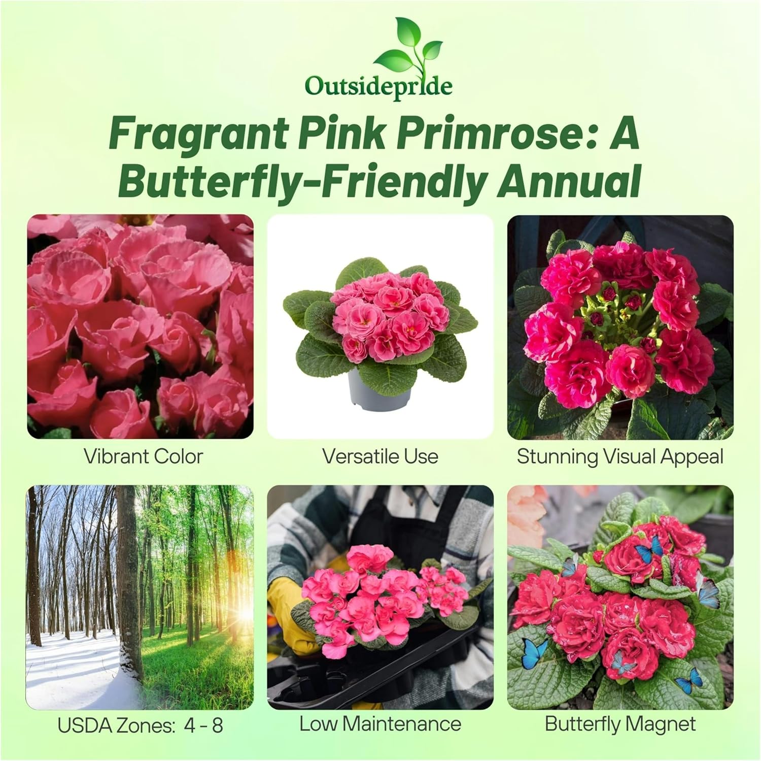 Primula Acaulis Primlet Pink Shade