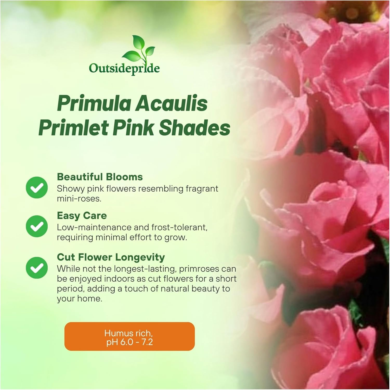 Common Primrose Pink Shades Flowers
