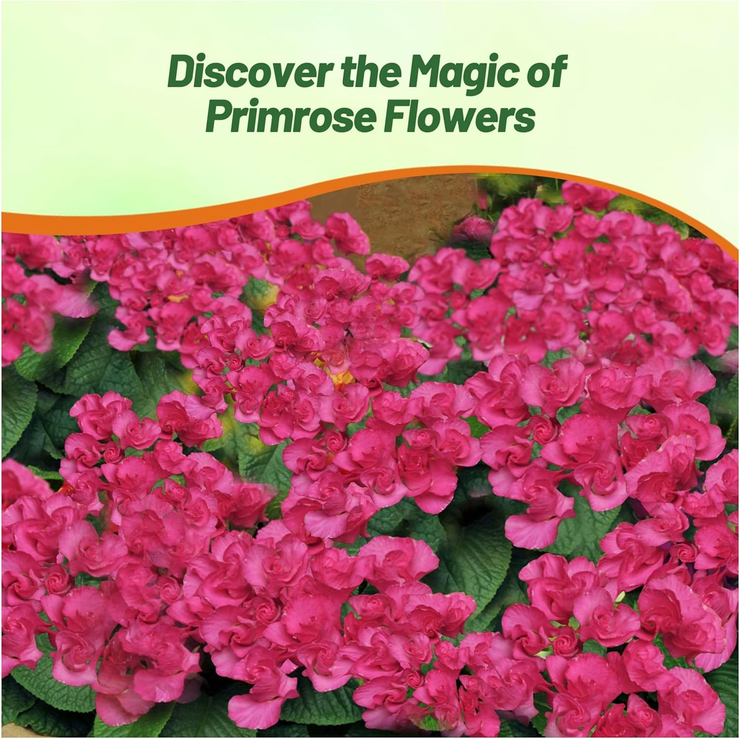 Common Primrose Primlet Pink Shades Flower Bed