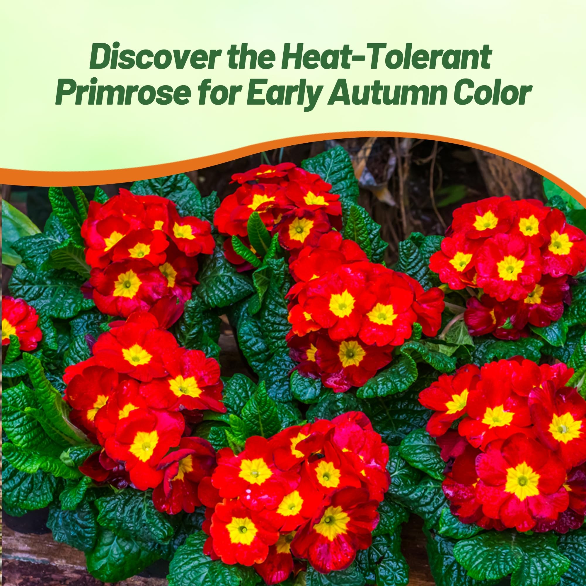 Primrose Yellow Red Bicolor Low Growing Flowers