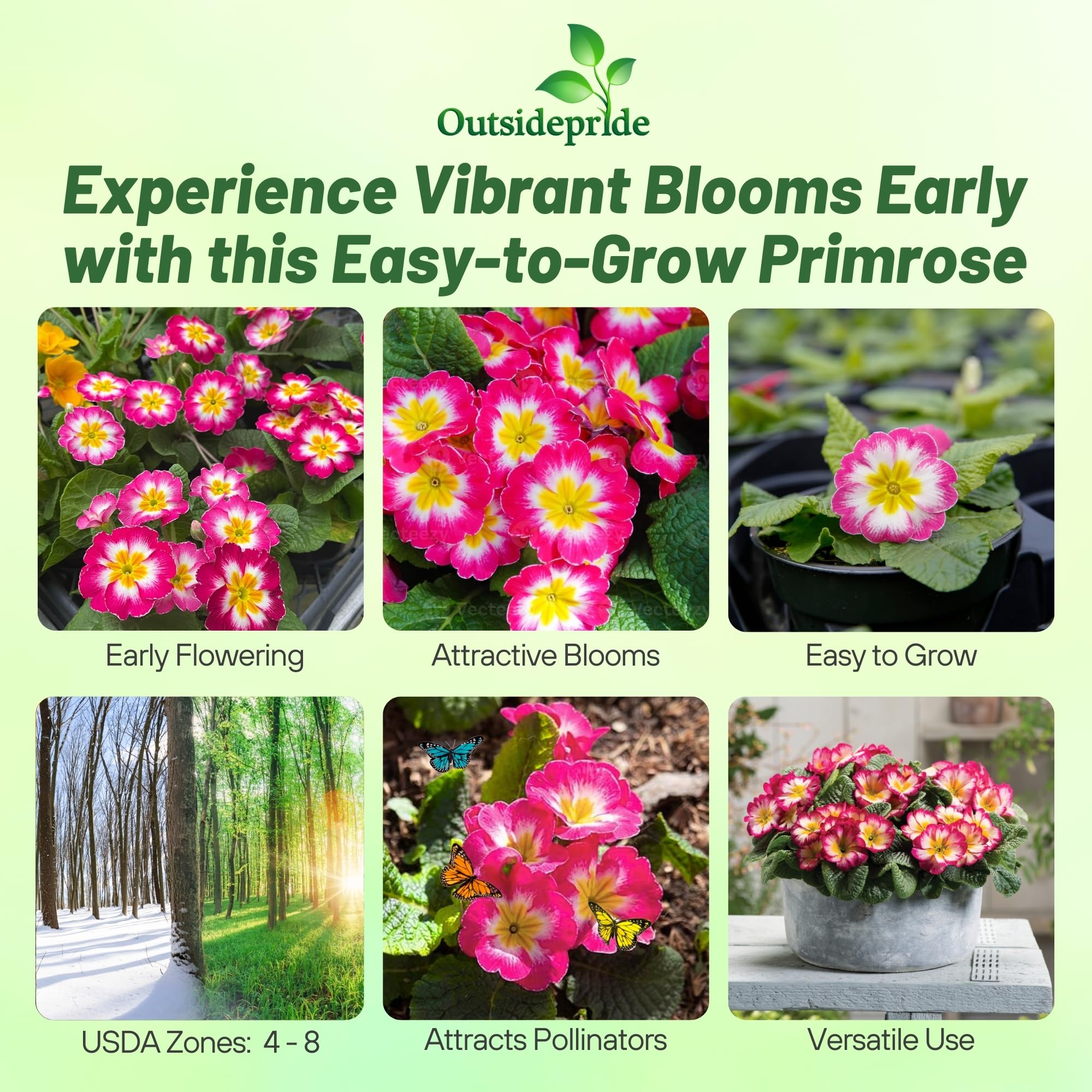 Common Primrose Rose White Bicolor Seed Packet