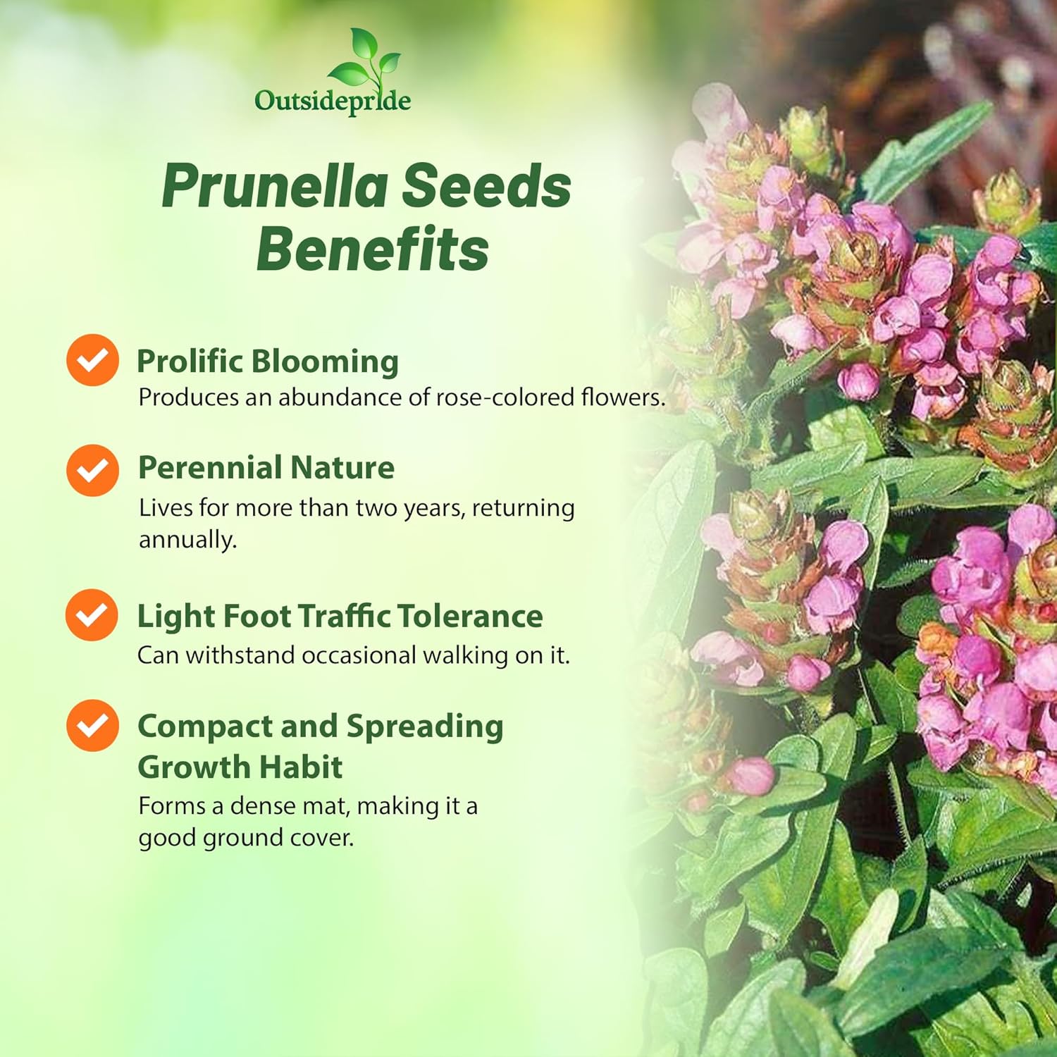 Prunella Rose Ground Cover Plants