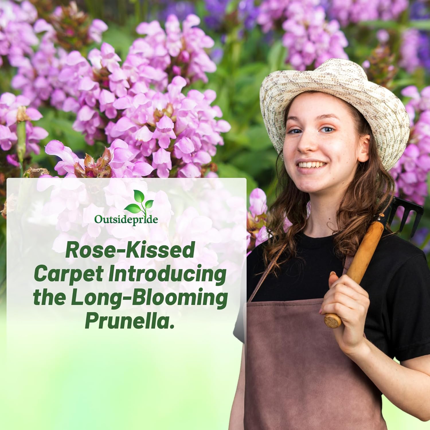 Prunella Rose Ground Cover Plant