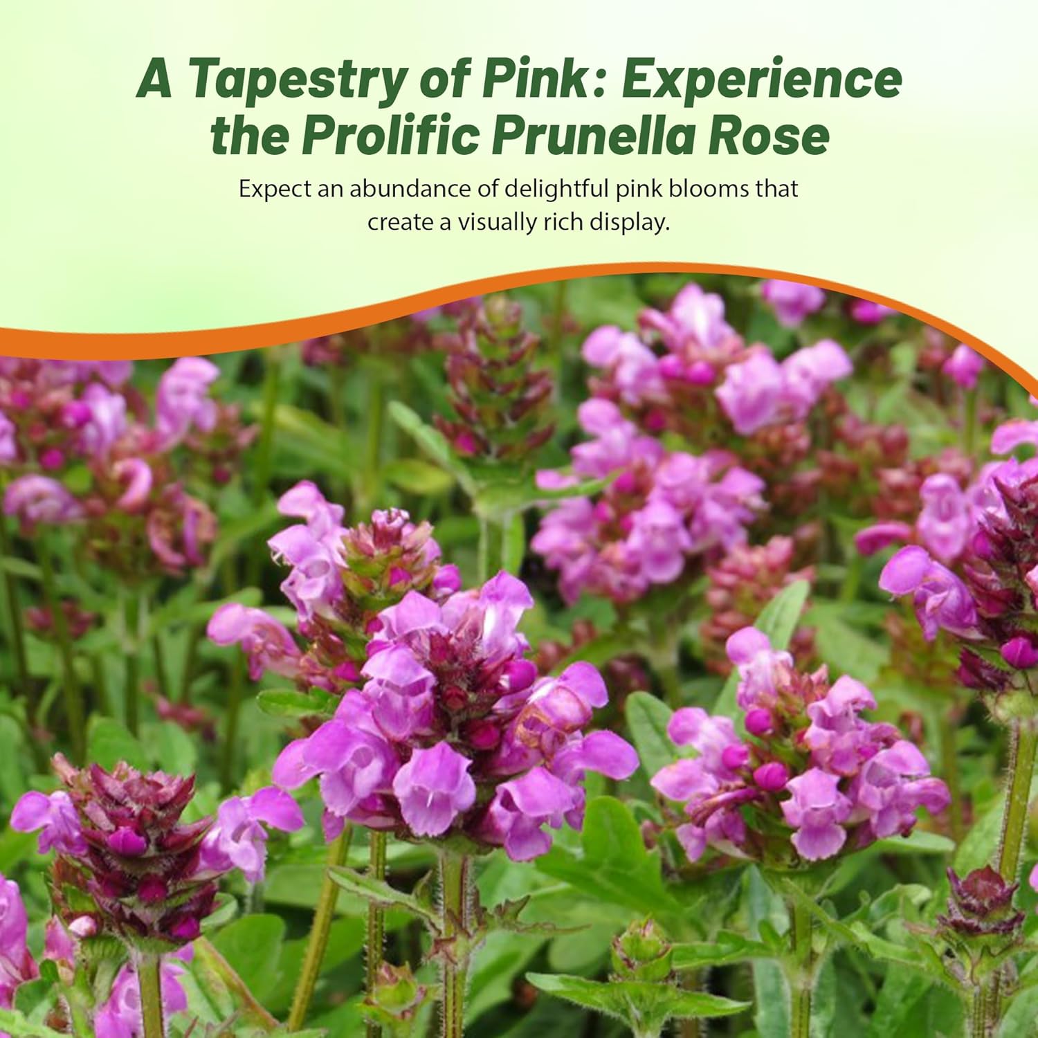 Prunella Rose Seal Heal Pollinating Flowers
