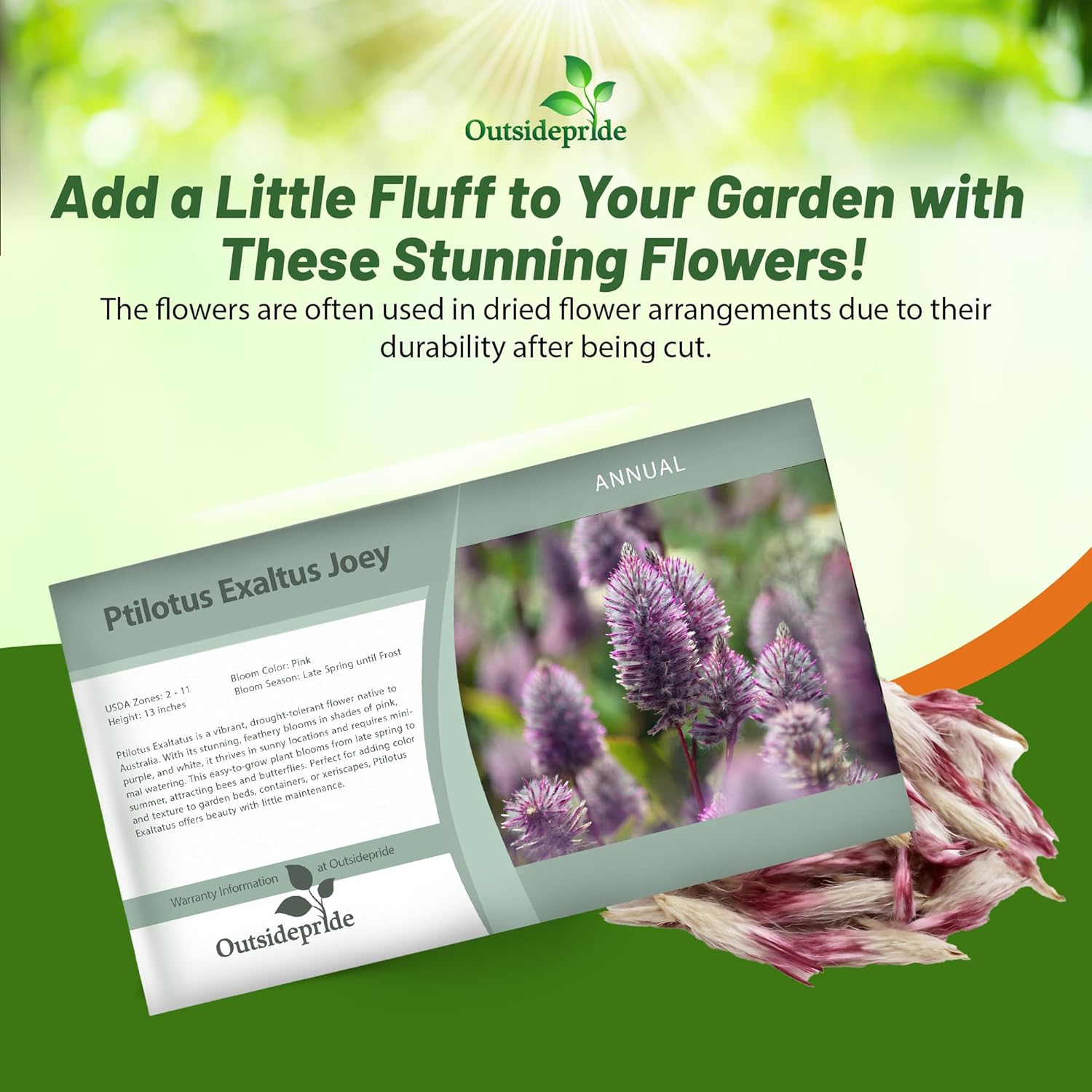 Ptilotus Joey Flower Seed Packet