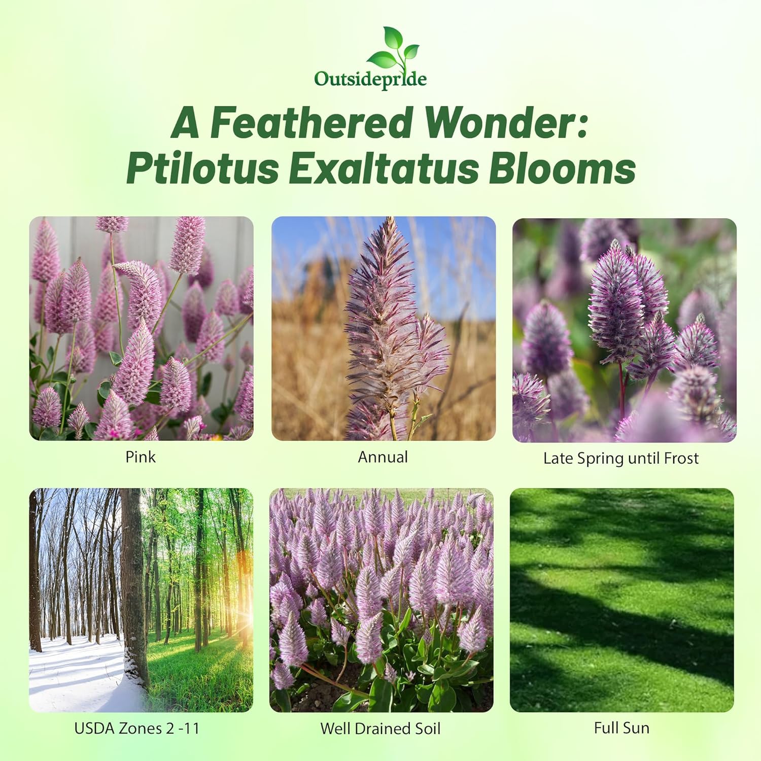 Ptilotus Exaltatus Joey