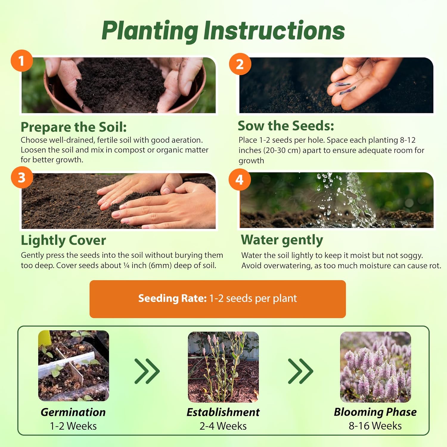 Ptilotus Joey Flower Seed Planting Directions