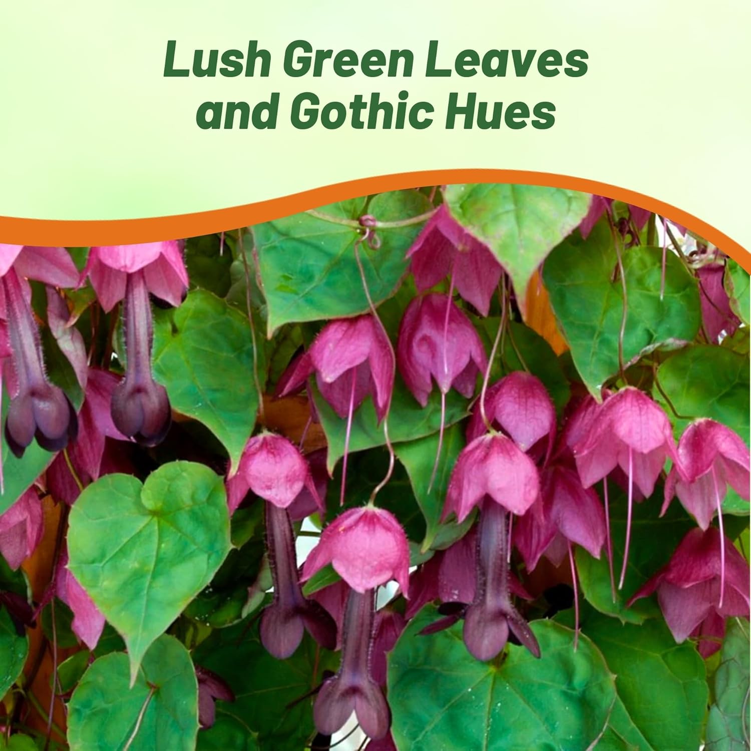 Purple Bell Vine Flower Seed Packet