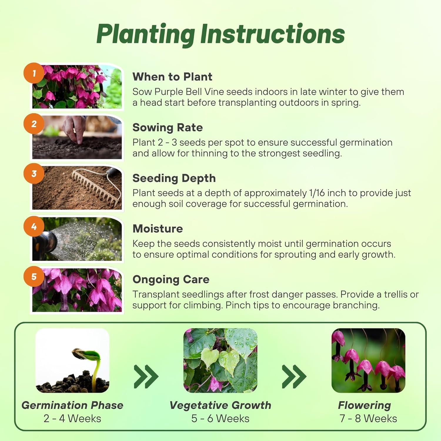 Purple Bell Vine Flower Seed Planting Directions