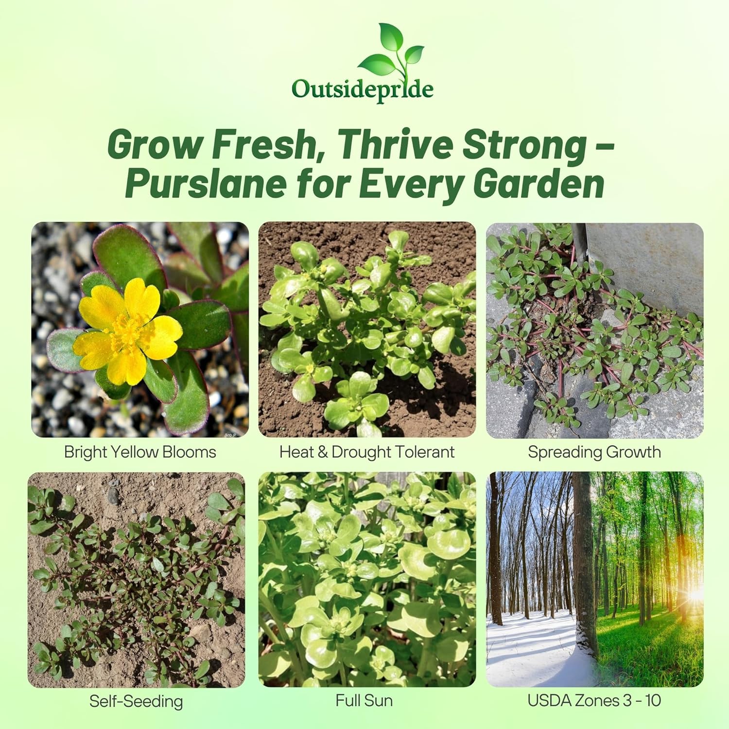 Purslane Annual Herb Seedsd