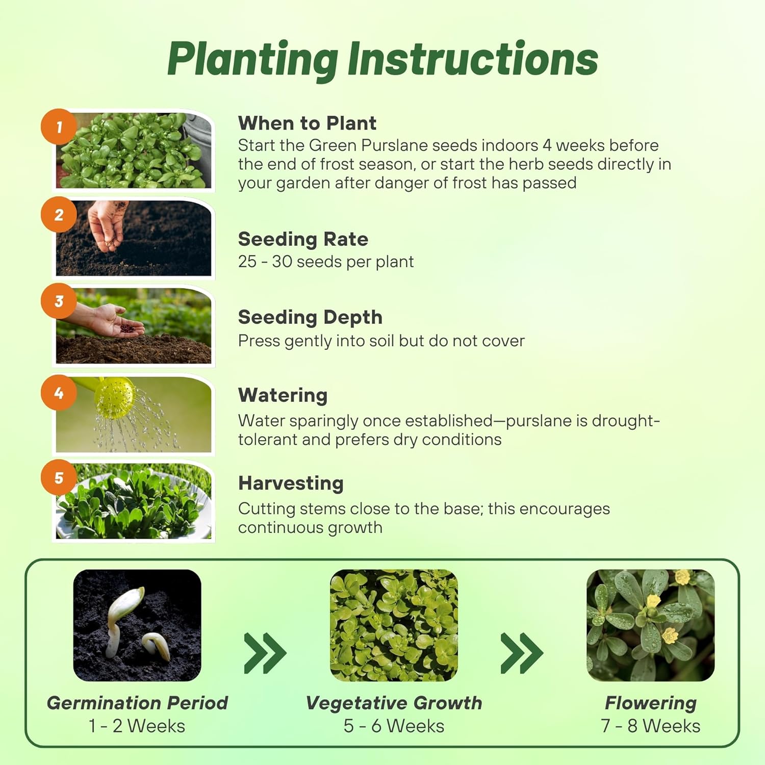 Green Purslane Planting Directions