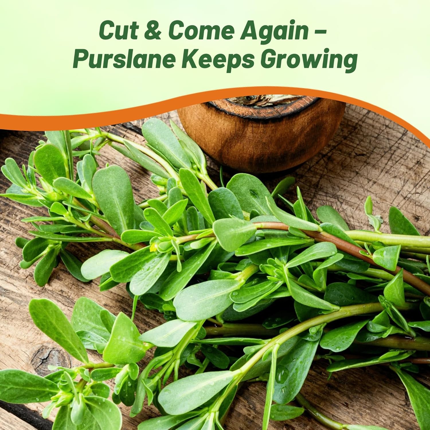 Purslane Herb Garden Plants