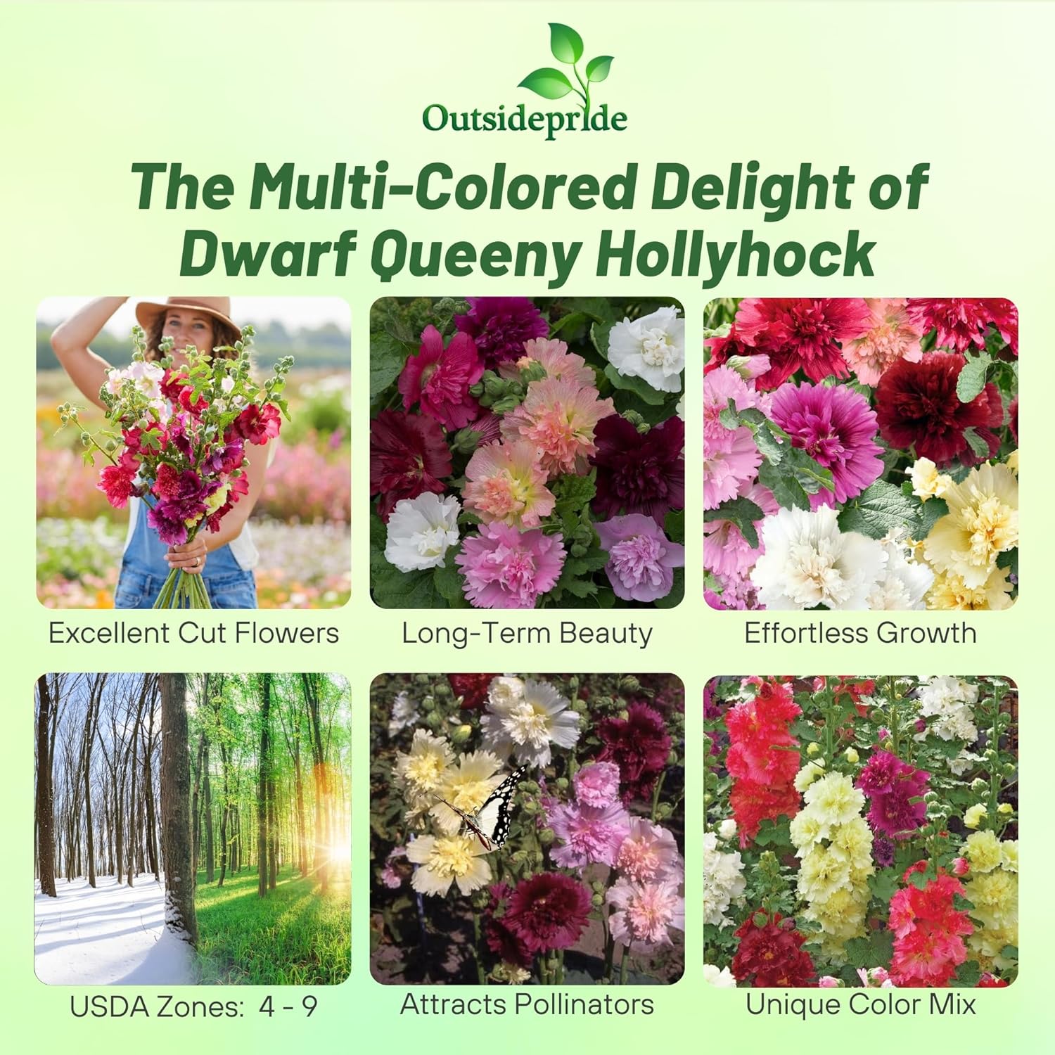 Hollyhock Queeny Flower Garden Mix