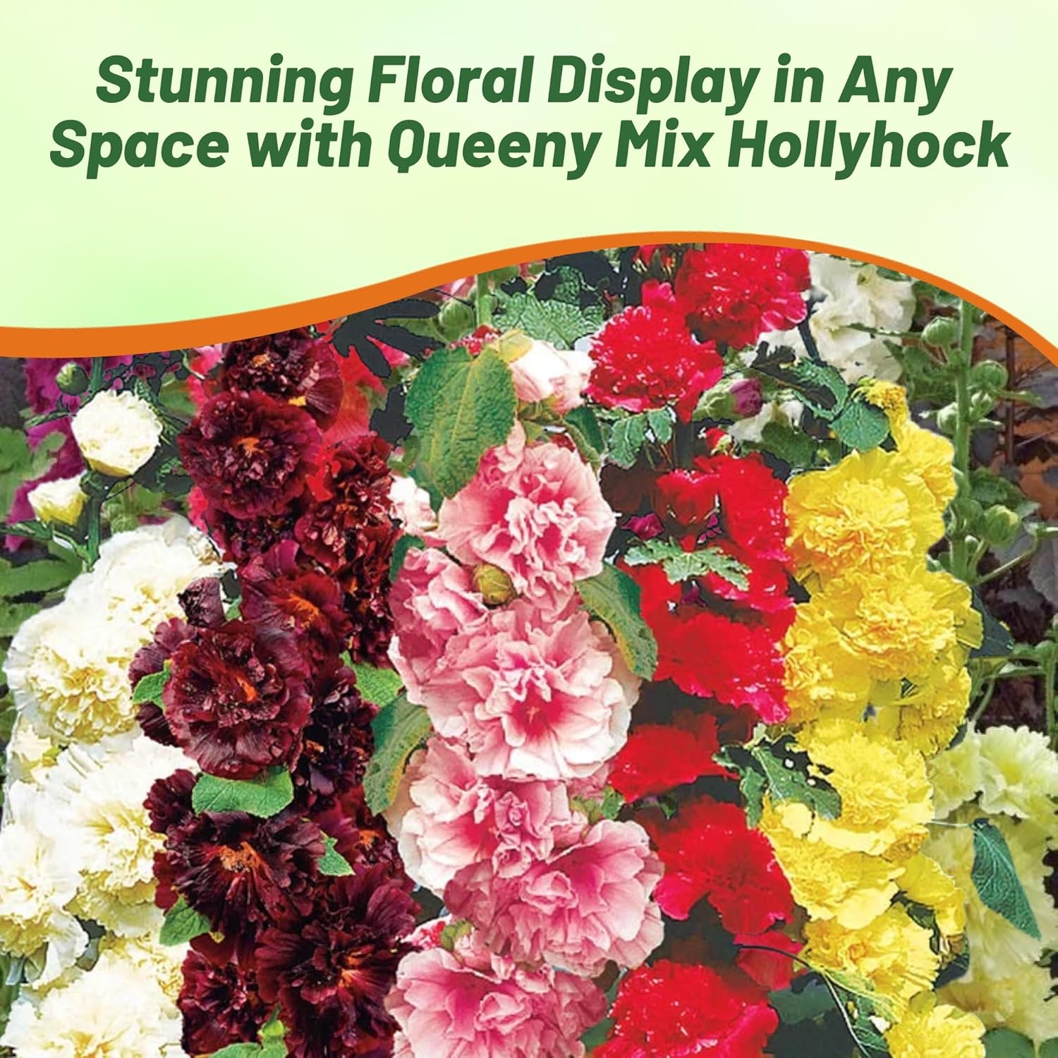 Hollyhock Queeny Flower Seeds Mix