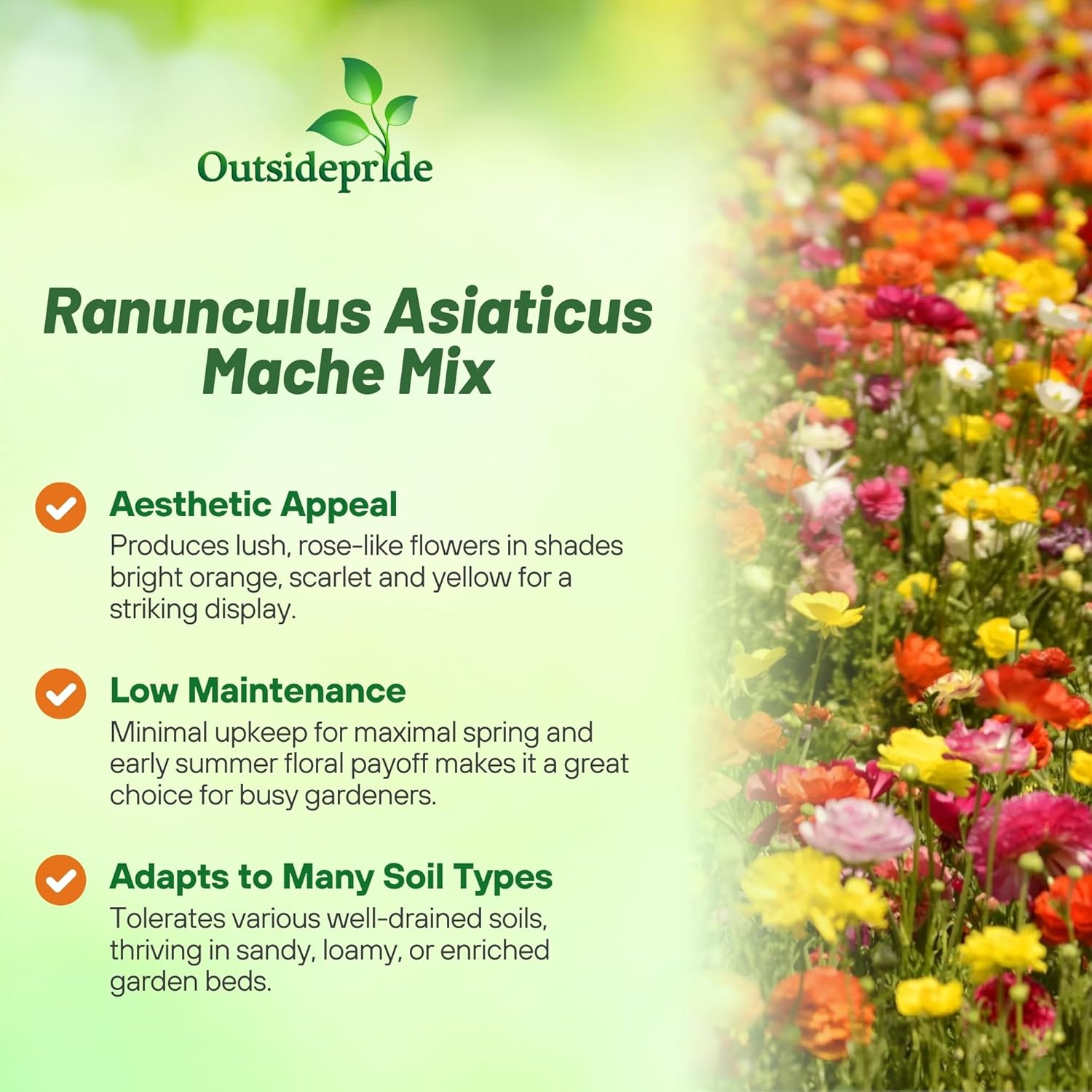 Ranunculus Mache Garden Flower Mix