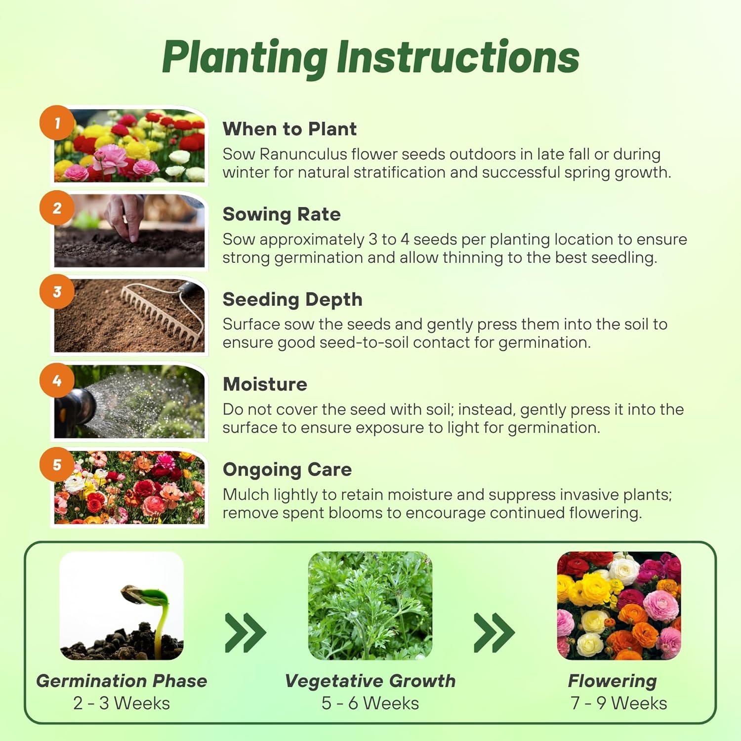 Ranunculus Mache Flower Seed Planting Directions