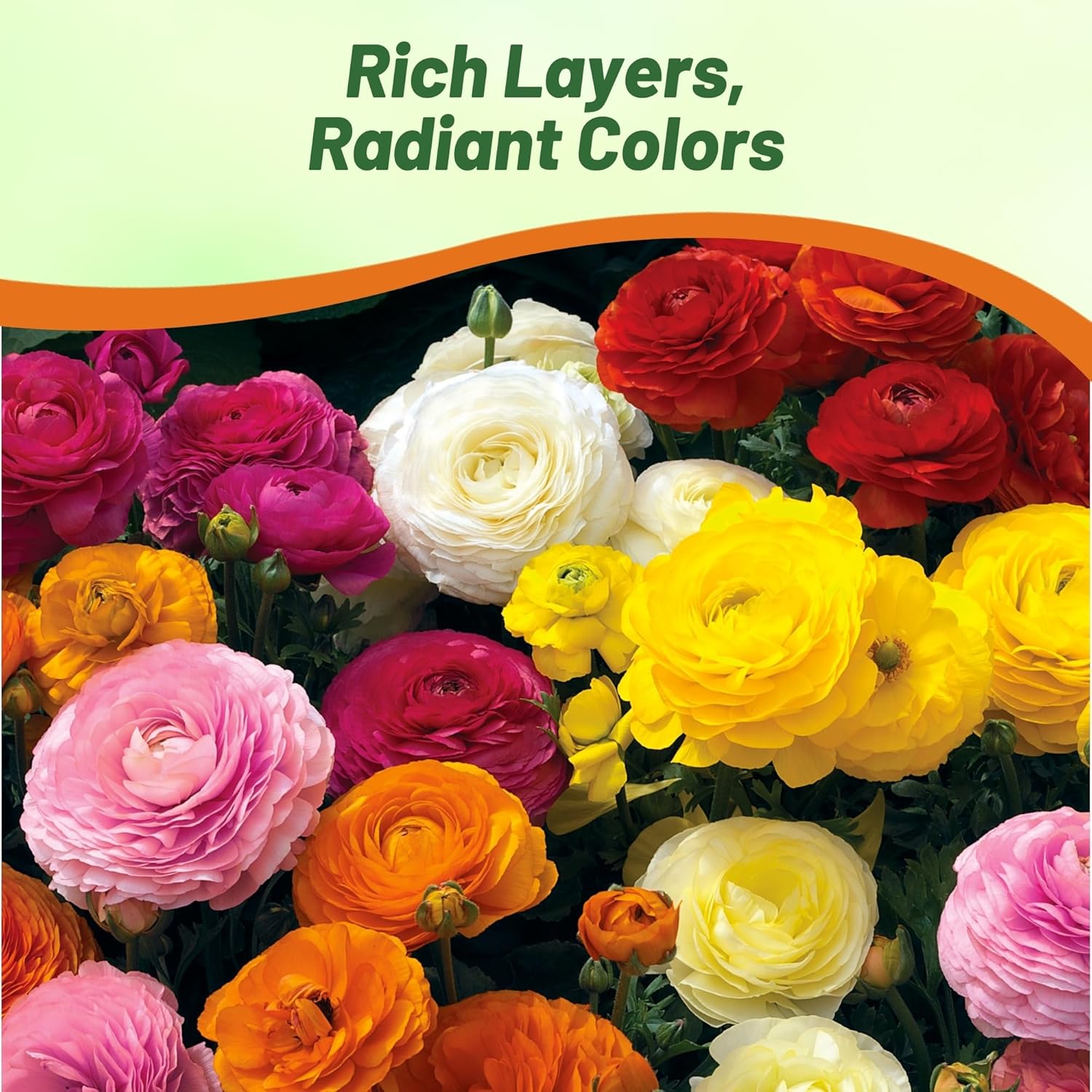 Ranunculus Mache Persian Buttercup Flowers