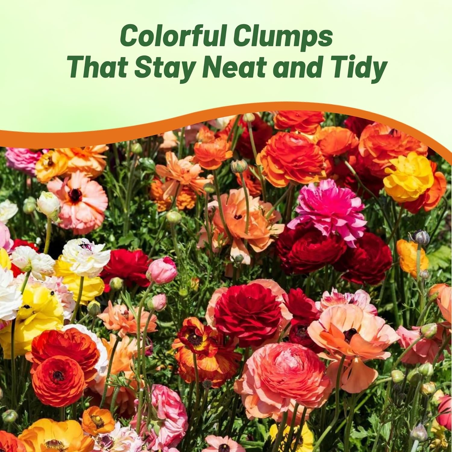 Ranunculus Mache Pollinating Cut Flowers