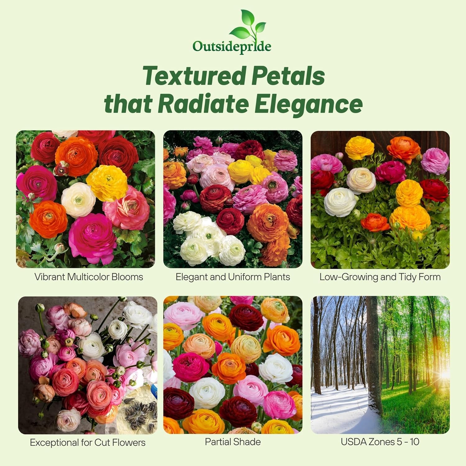Ranunculus Asiaticus Magic Mix