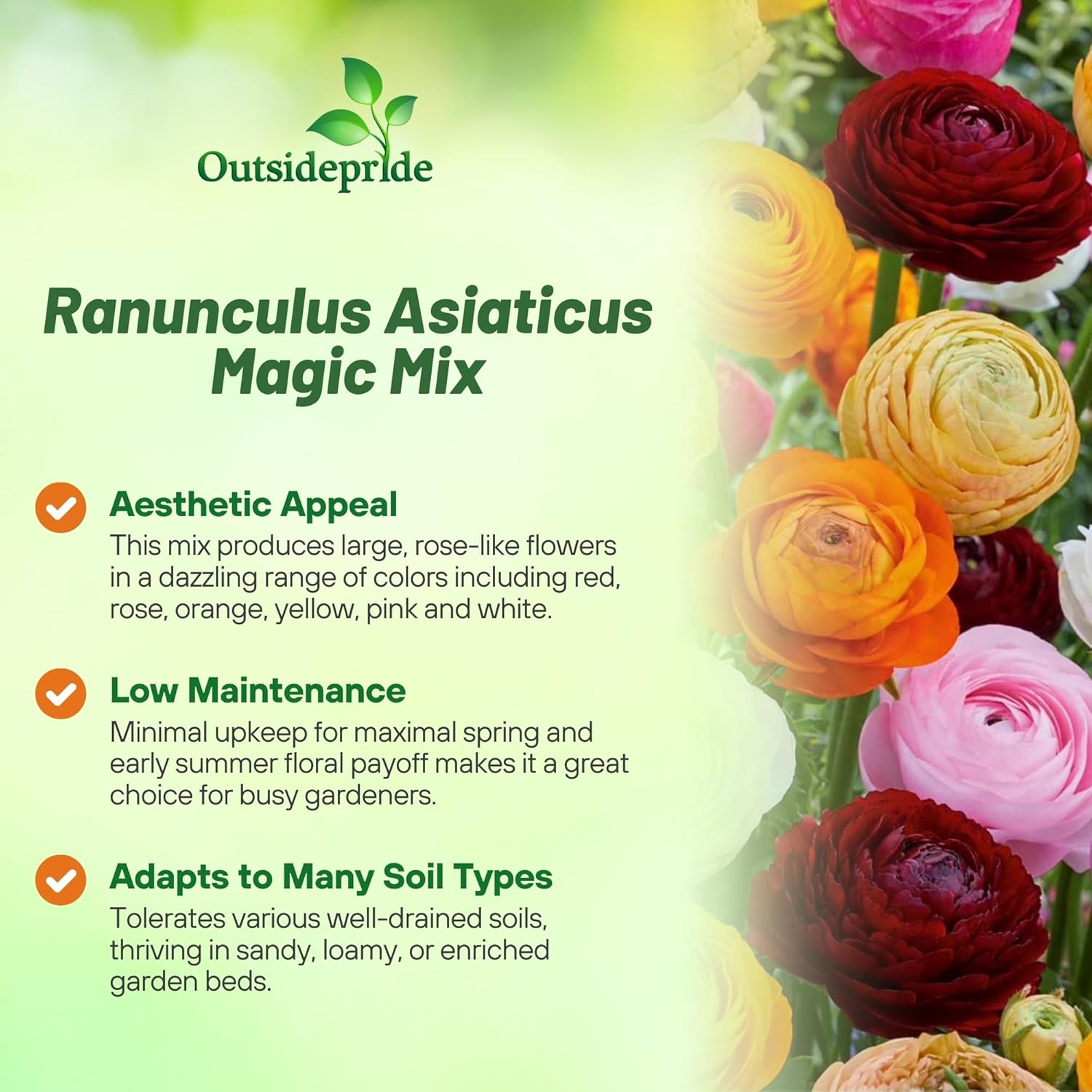 Ranunculus Magic Garden Flower Mix