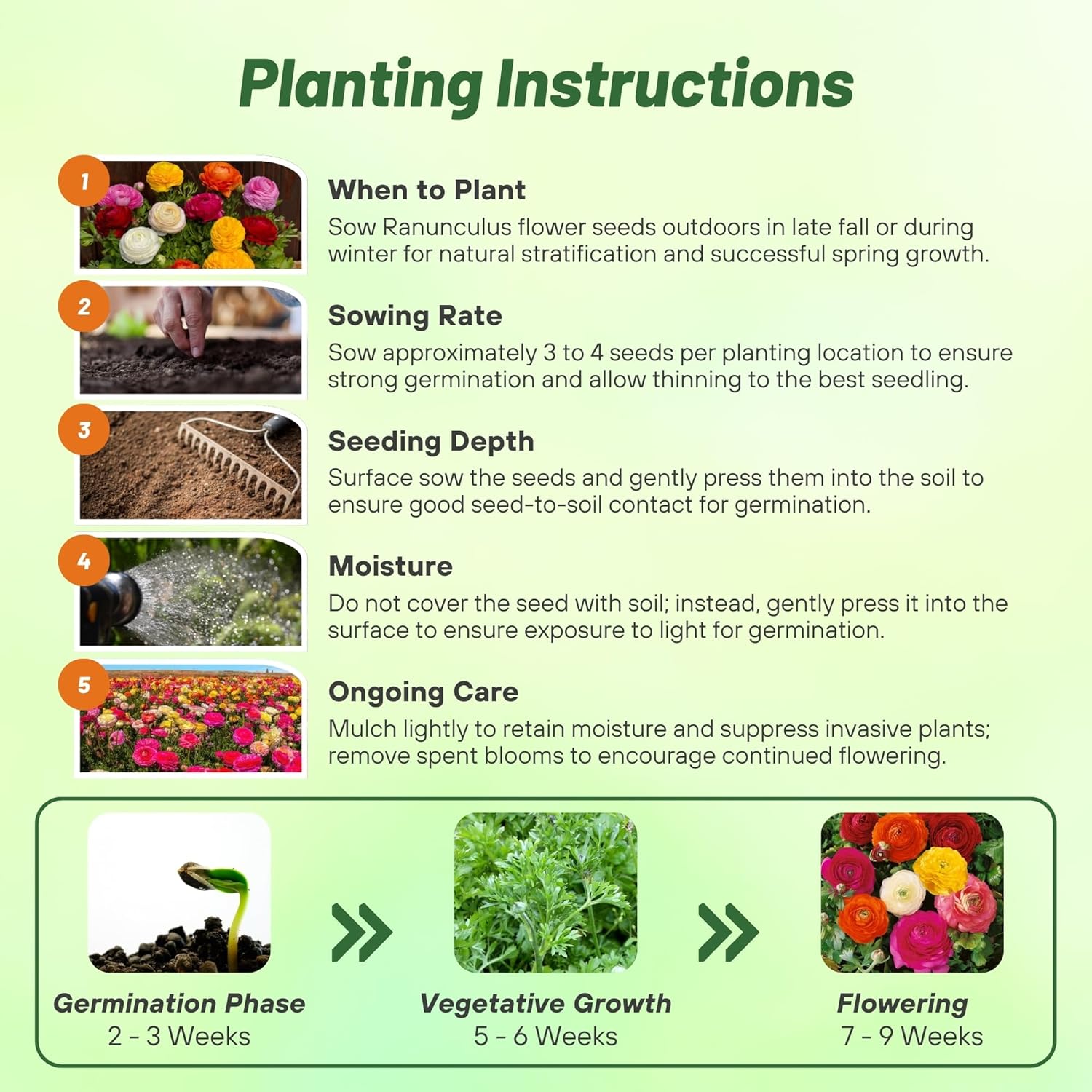 Ranunculus Magic Flower Seed Planting Directions