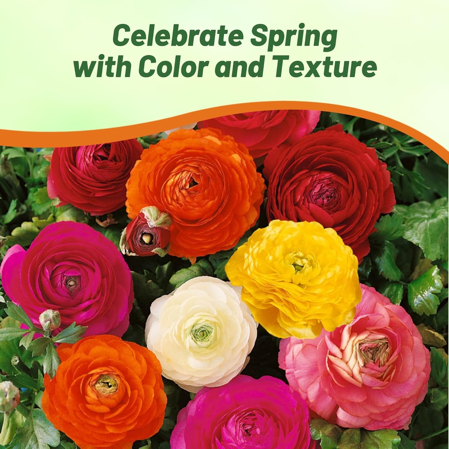 Ranunculus Magic Persian Buttercup Flowers