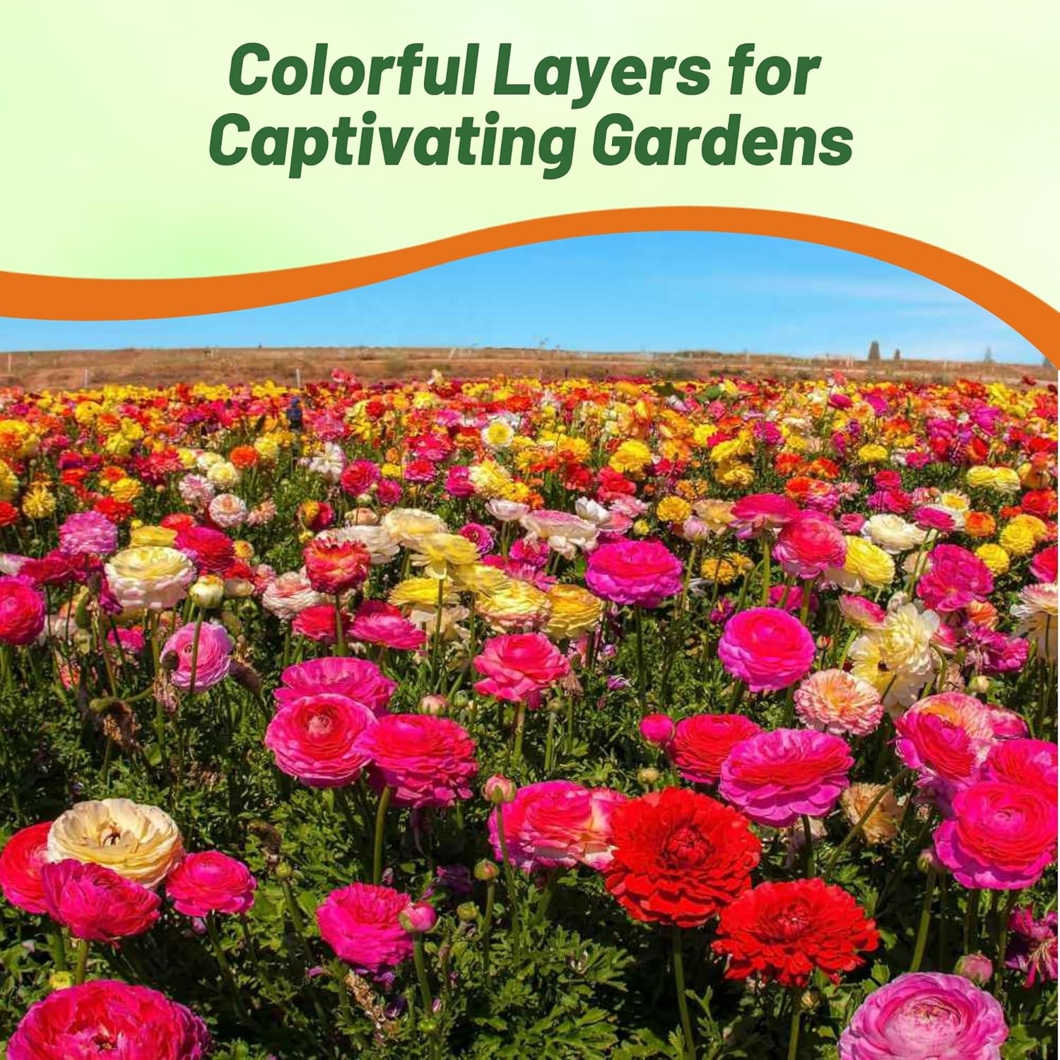 Ranunculus Magic Pollinating Cut Flowers