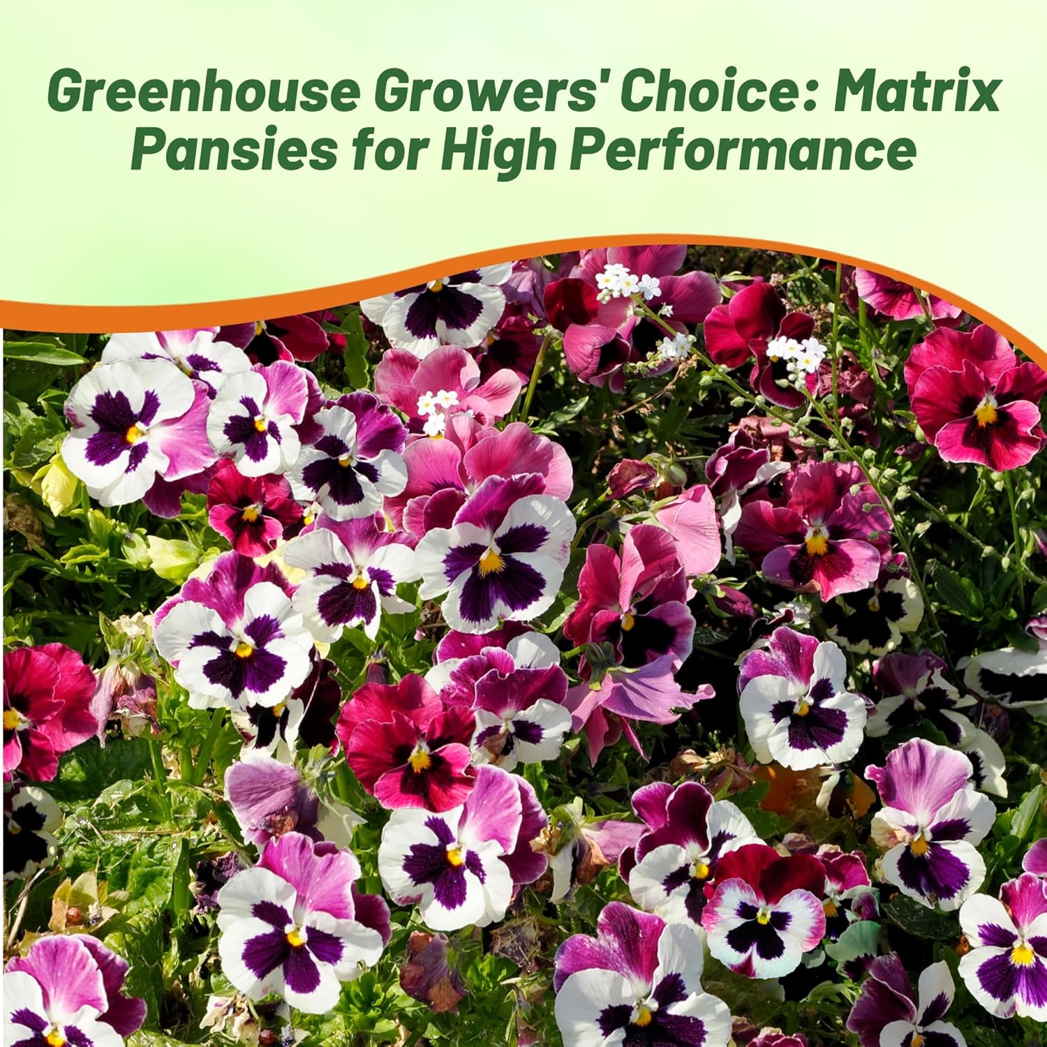 Pansy Matrix Raspberry Sundae Flower Garden