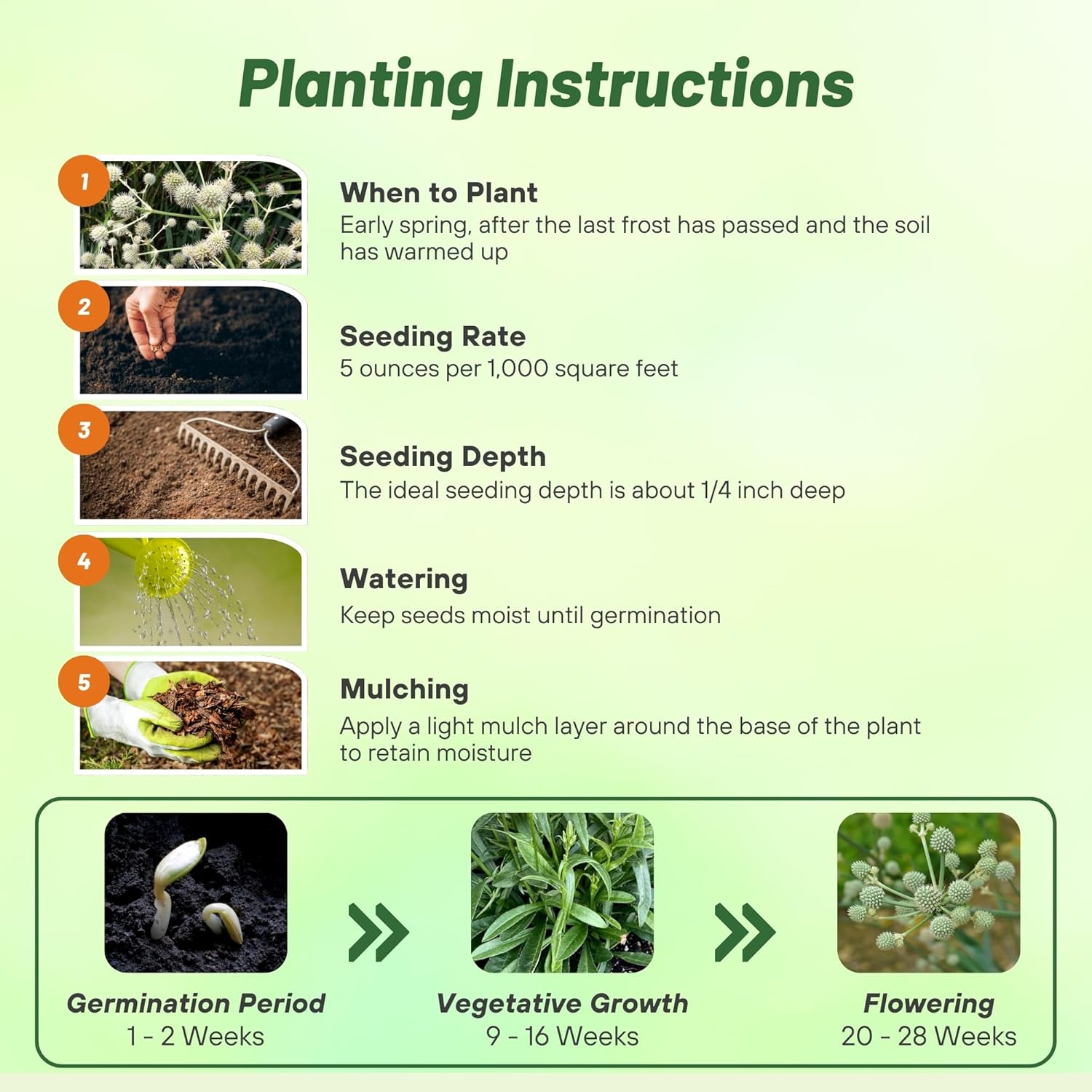Perennial Rattlesnake Planting Directions
