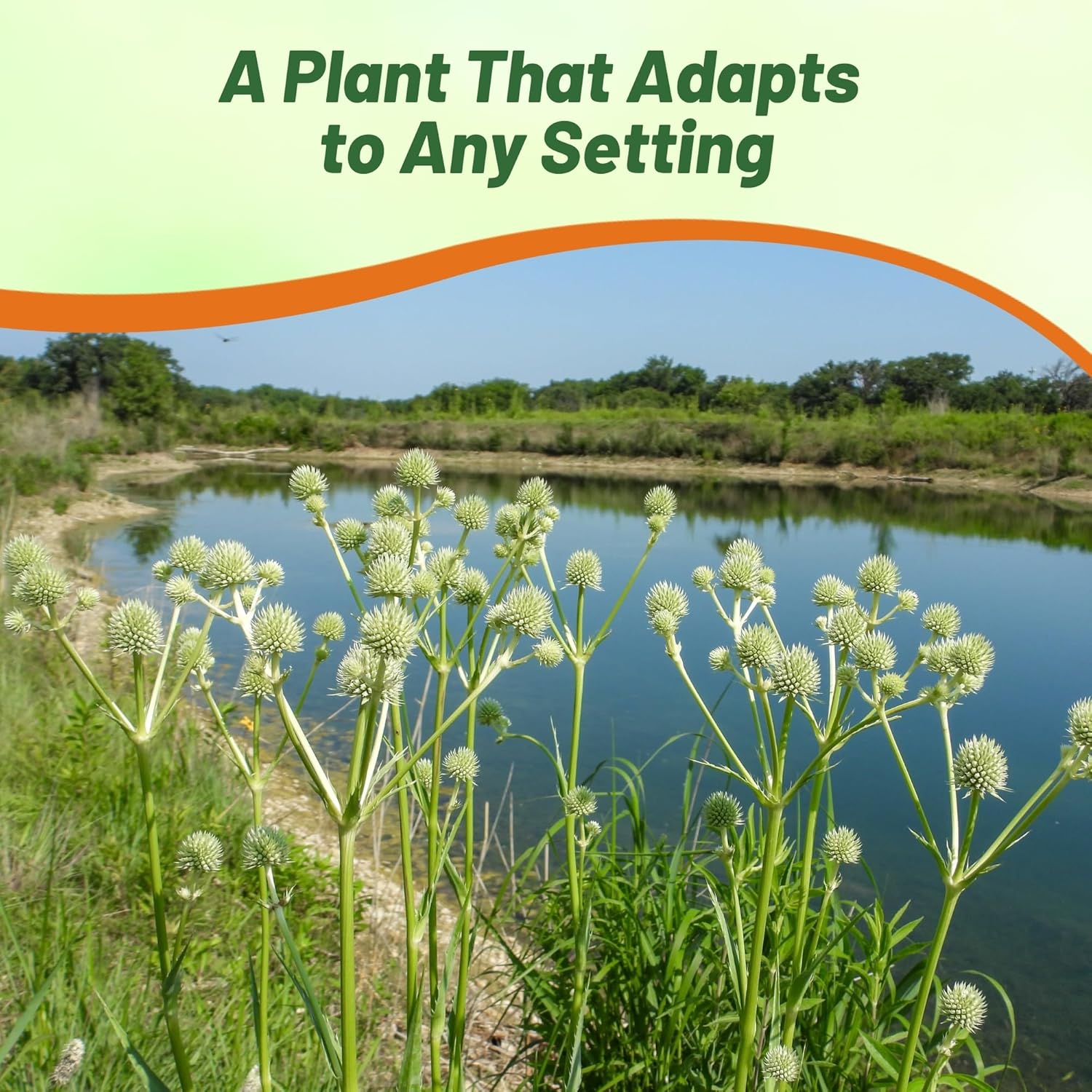 Drought Tolerant Rattlesnake Master Plants
