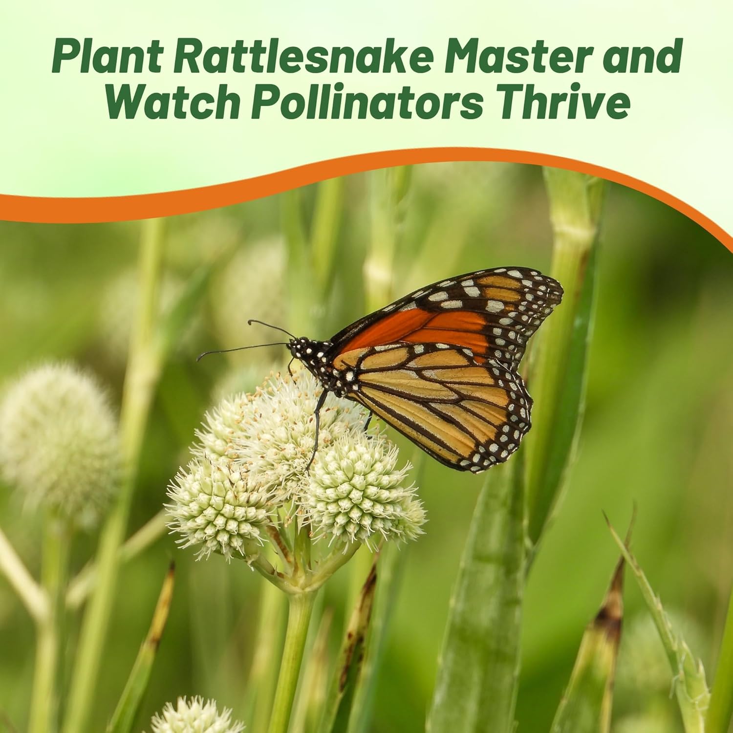 Heat Tolerant Rattlesnake Master Plants