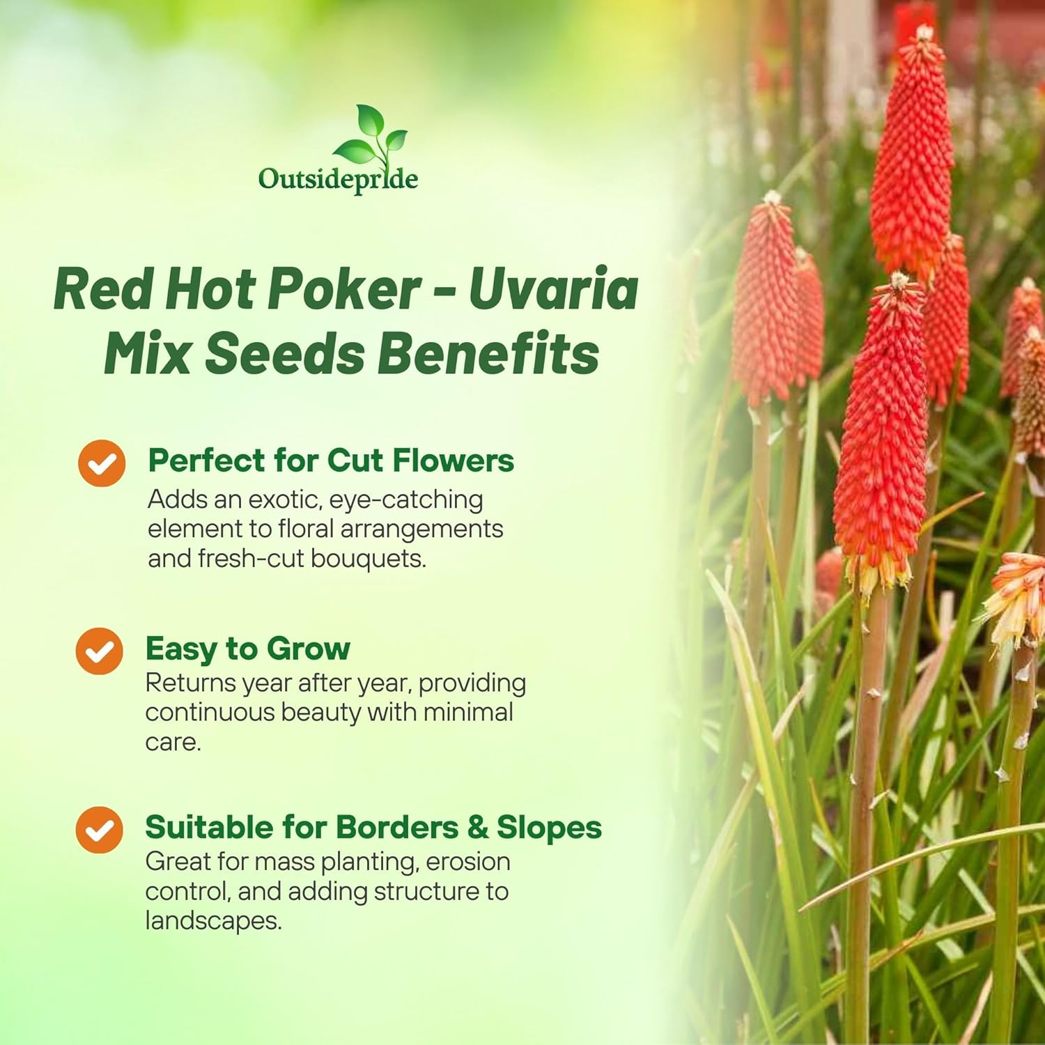 Red Hot Poker Garden Flowers