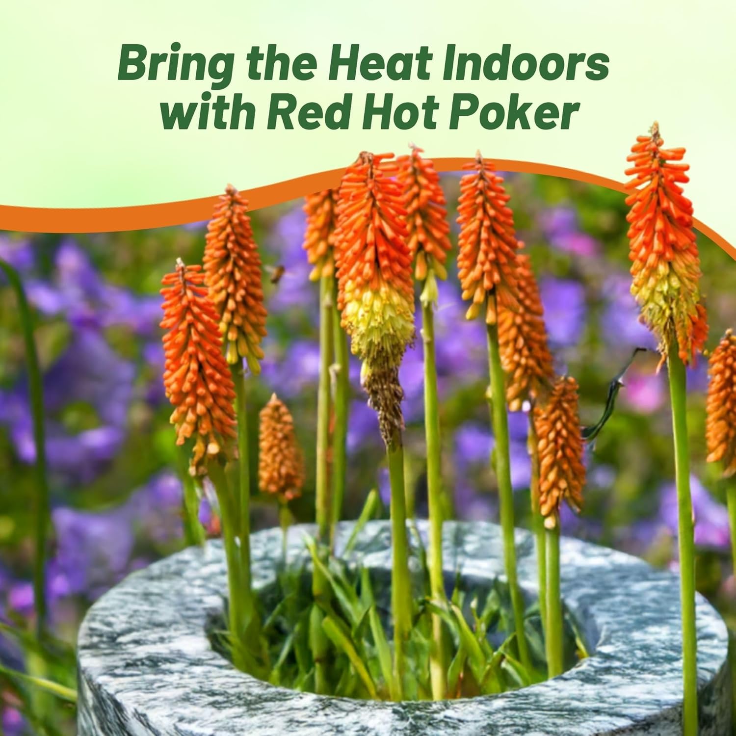 Drought Tolerant Red Hot Poker Flowers