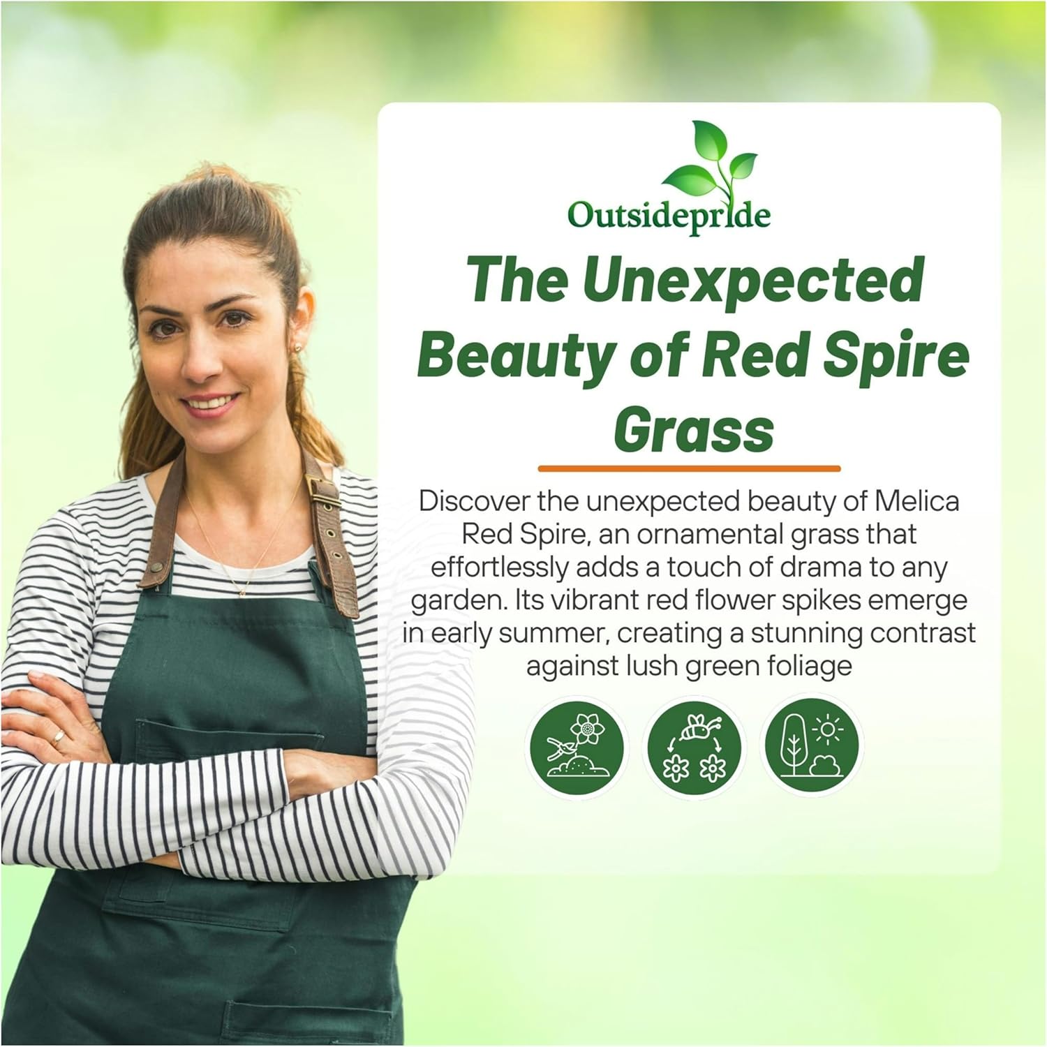 Melica Altissima Red Spire
