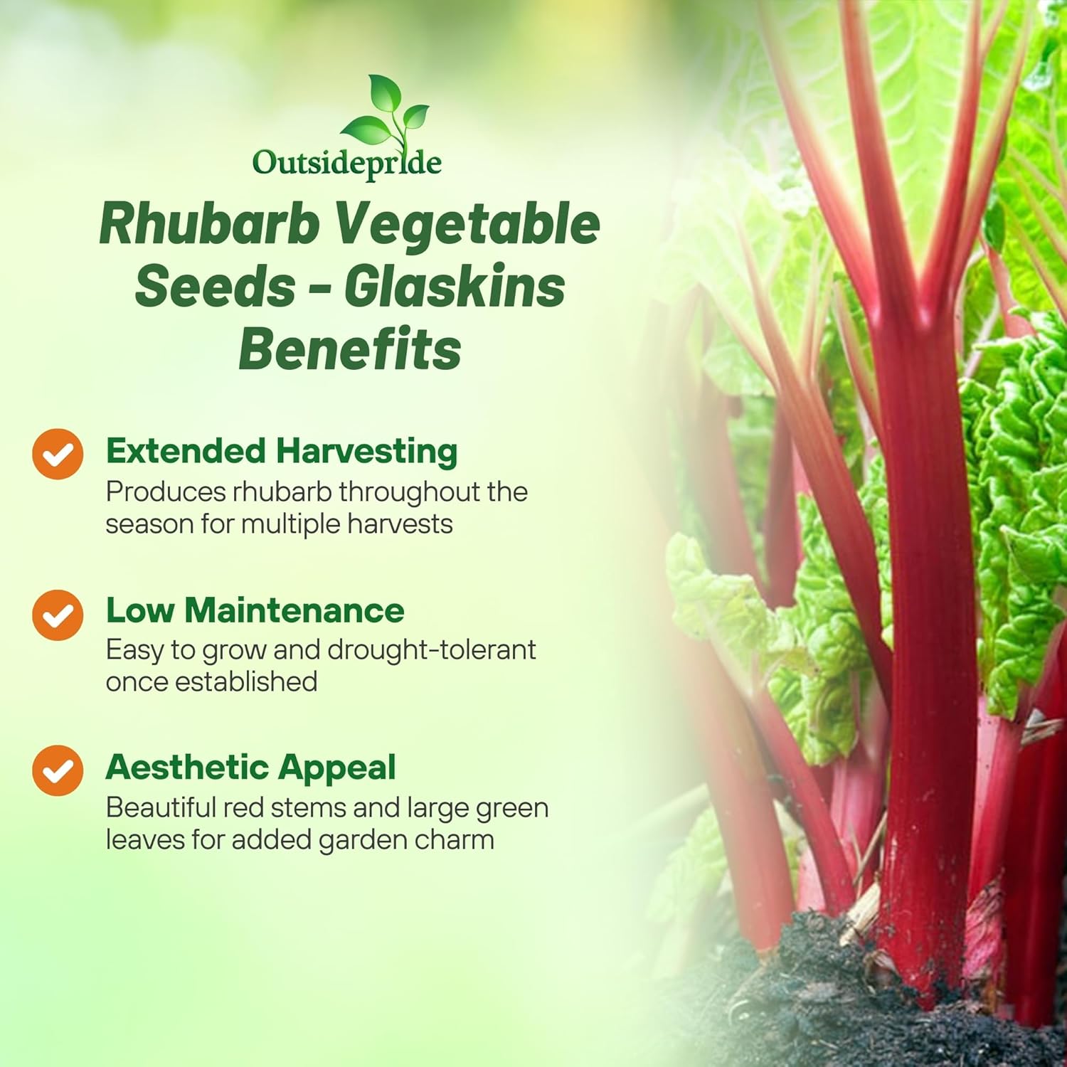 Rhubarb Glaskins Vegetable Garden