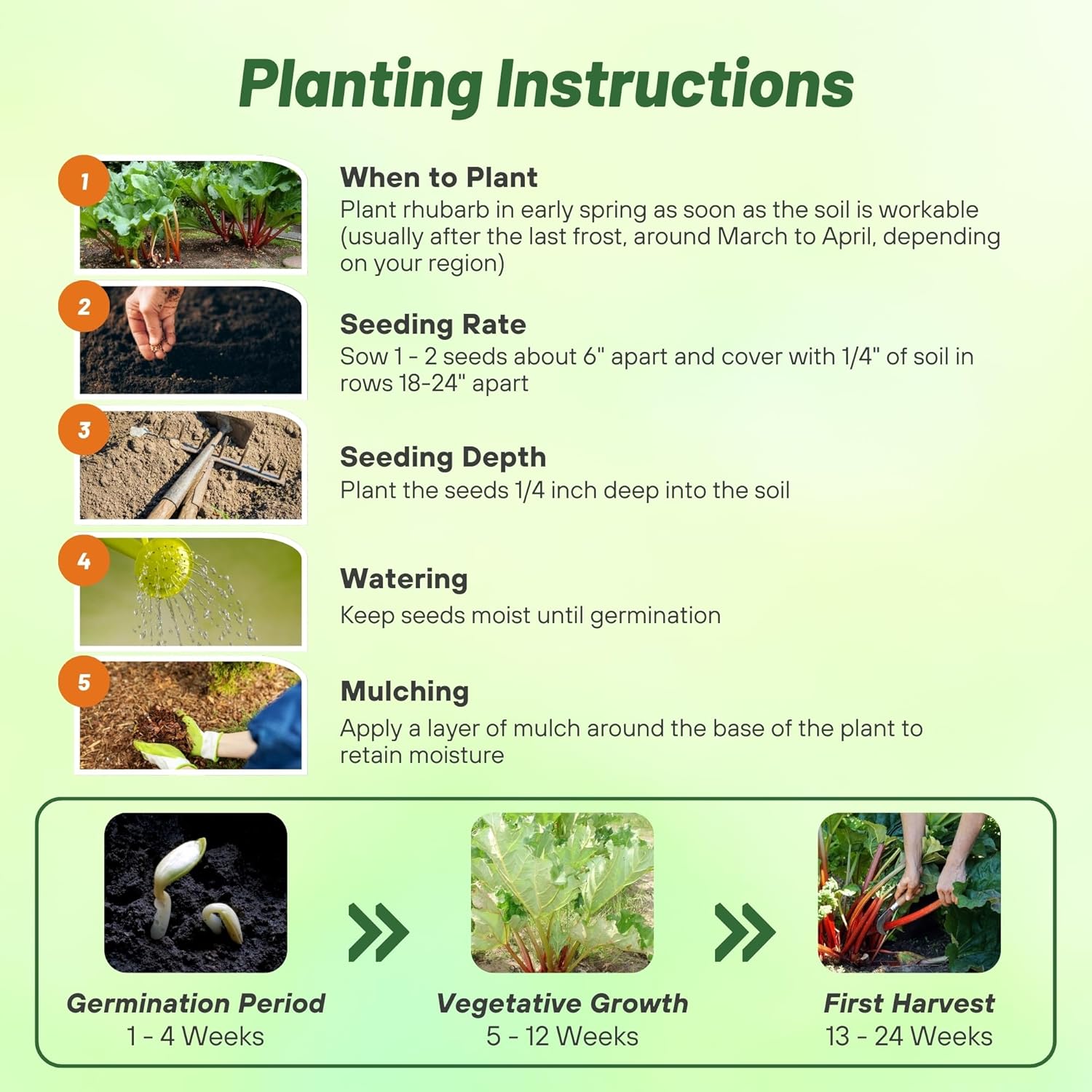 Rhubarb Glaskins Seed Planting Directions