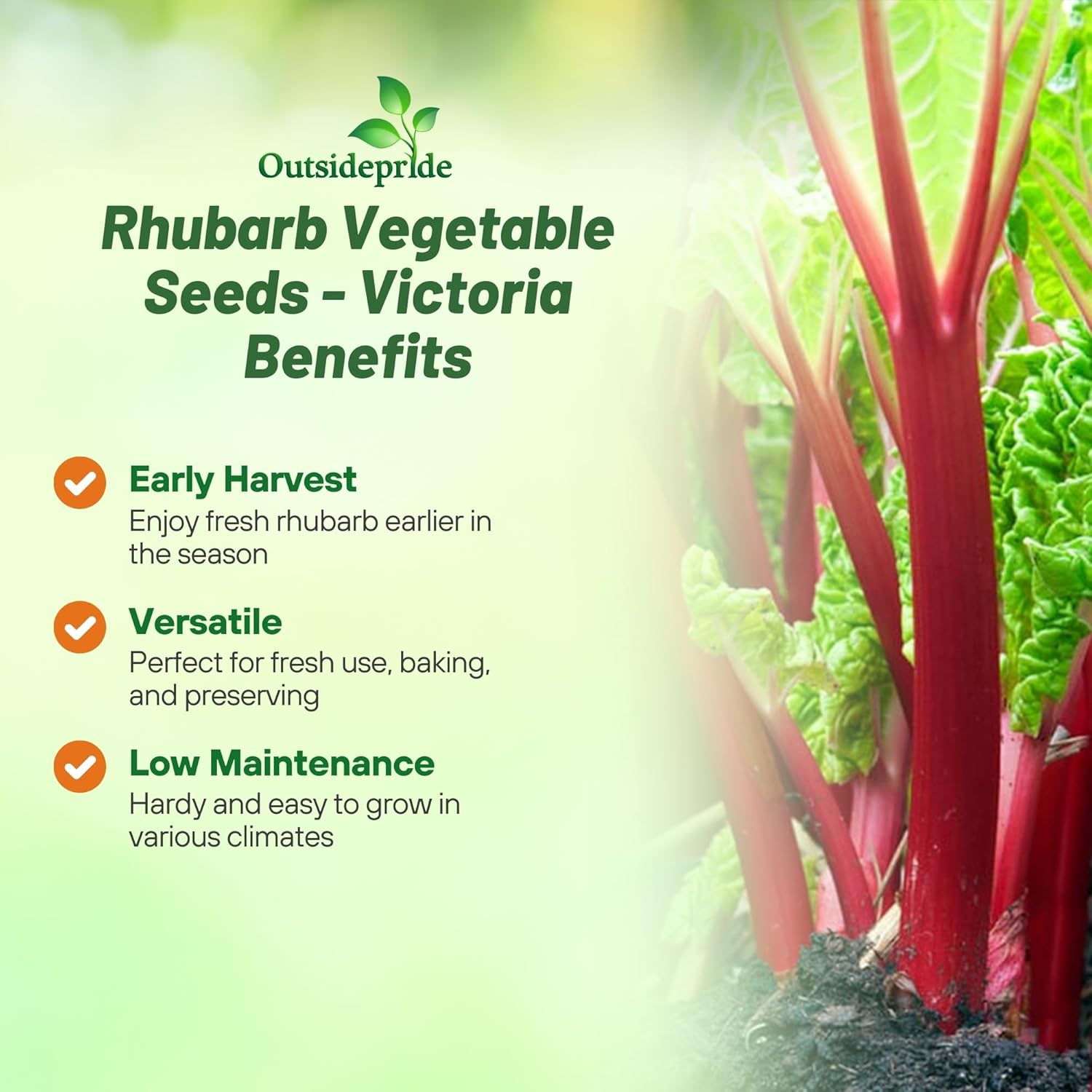 Rhubarb Victoria Vegetable Garden