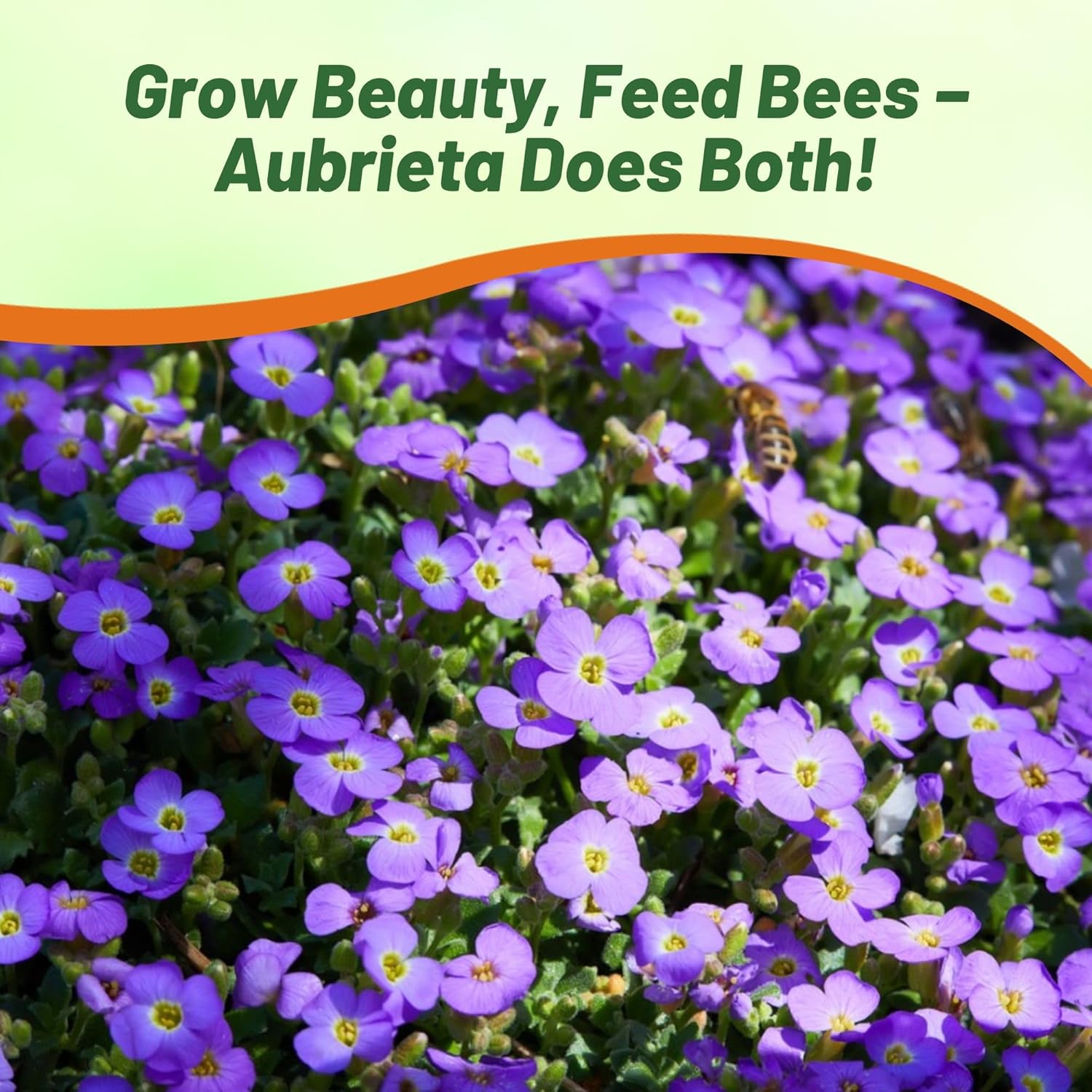 Rock Cress Cascade Purple Flowers