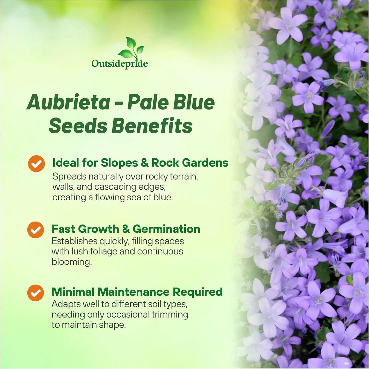 Rock Cress Pale Blue
