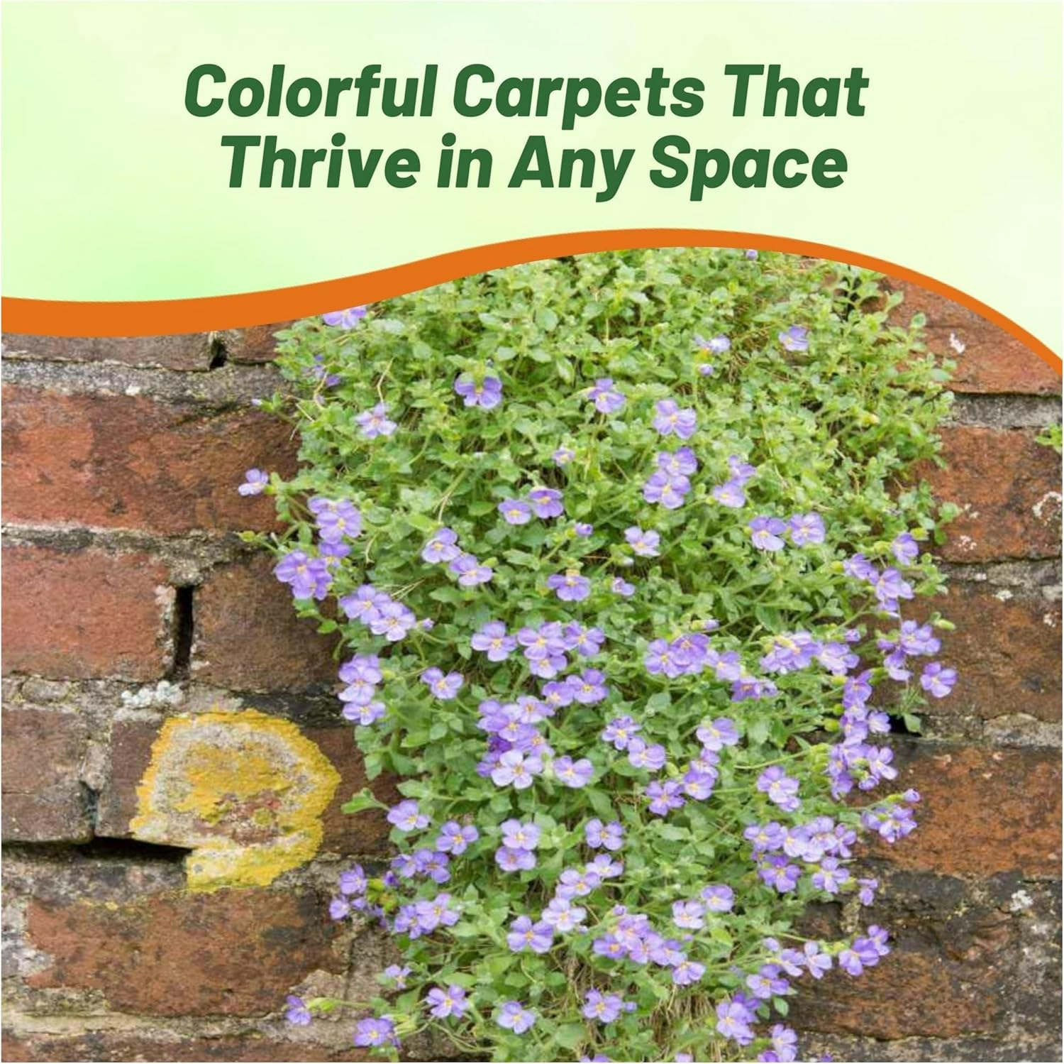 Aubrieta Pale Blue Ground Cover